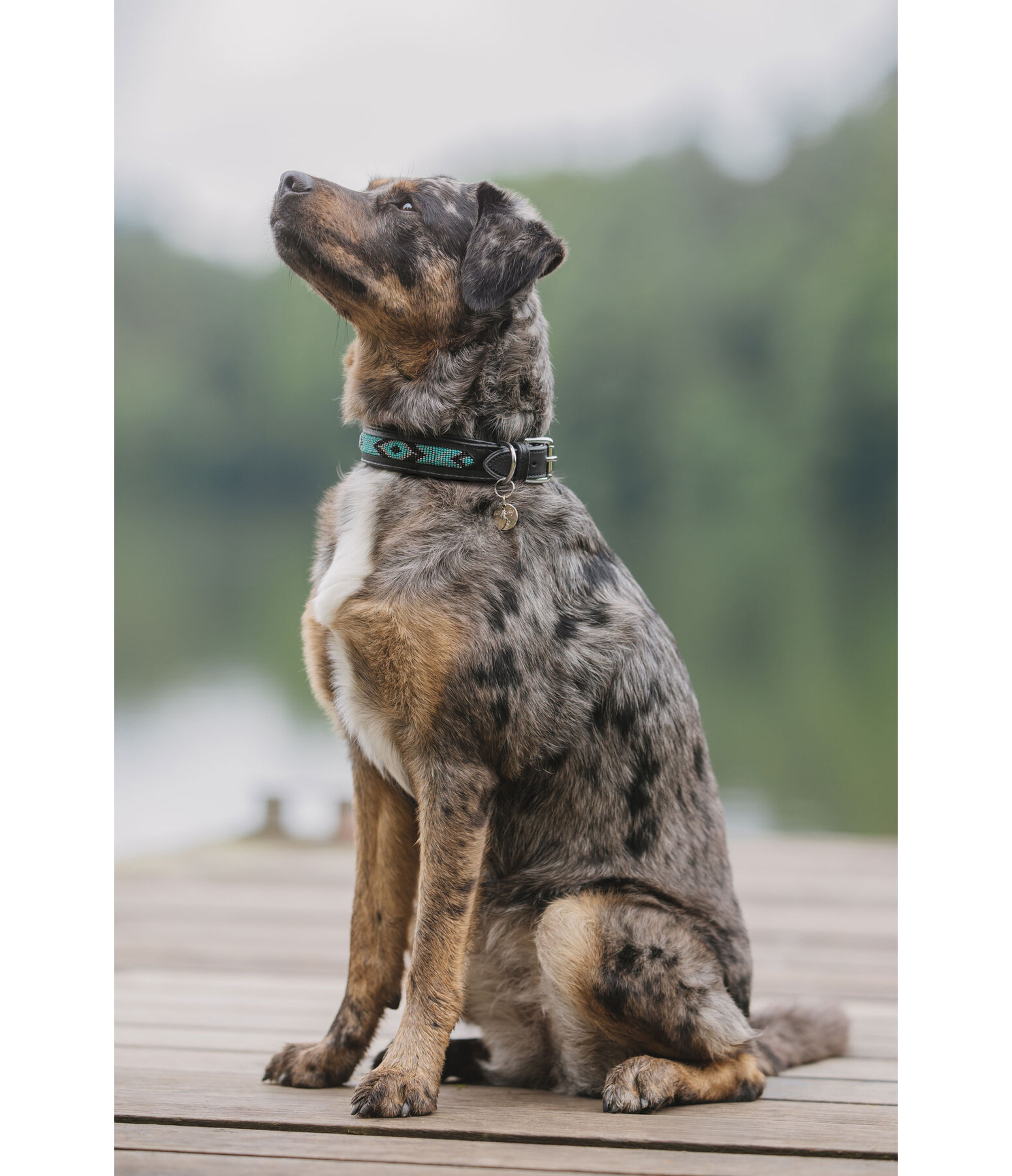 Hunde-Lederhalsband Nashville