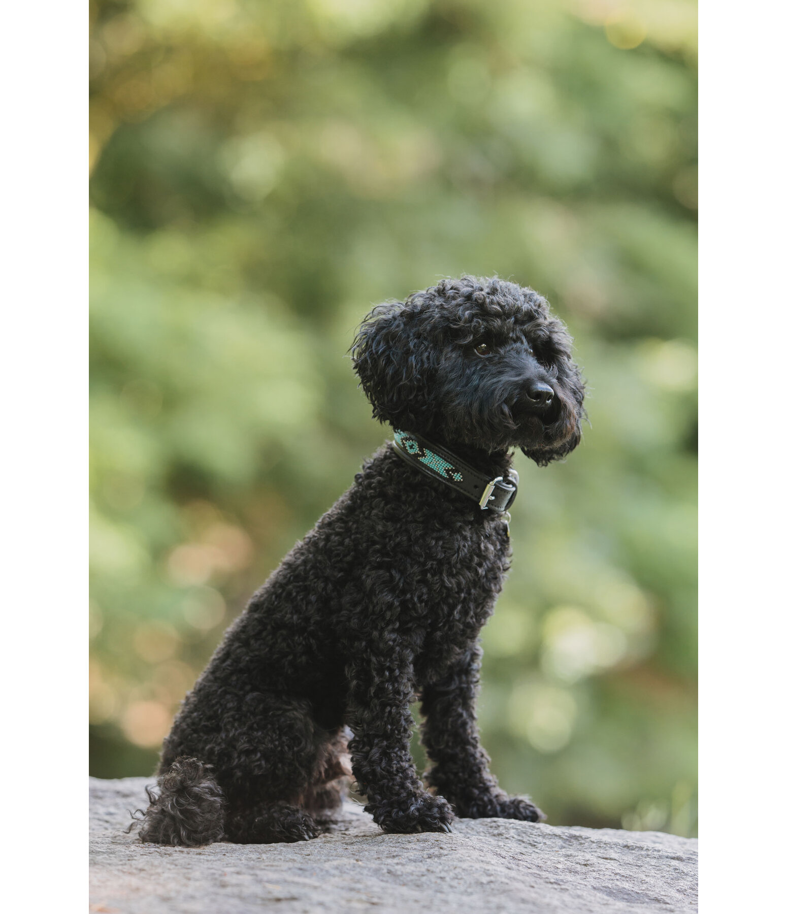 Hunde-Lederhalsband Nashville