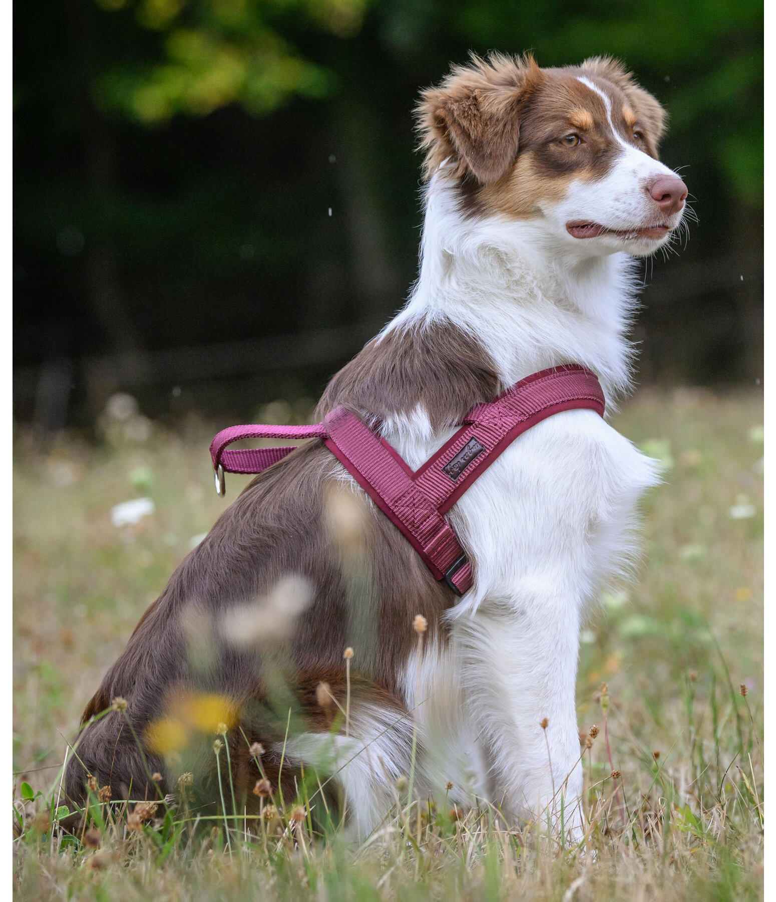 Norweger-Hundegeschirr Miley