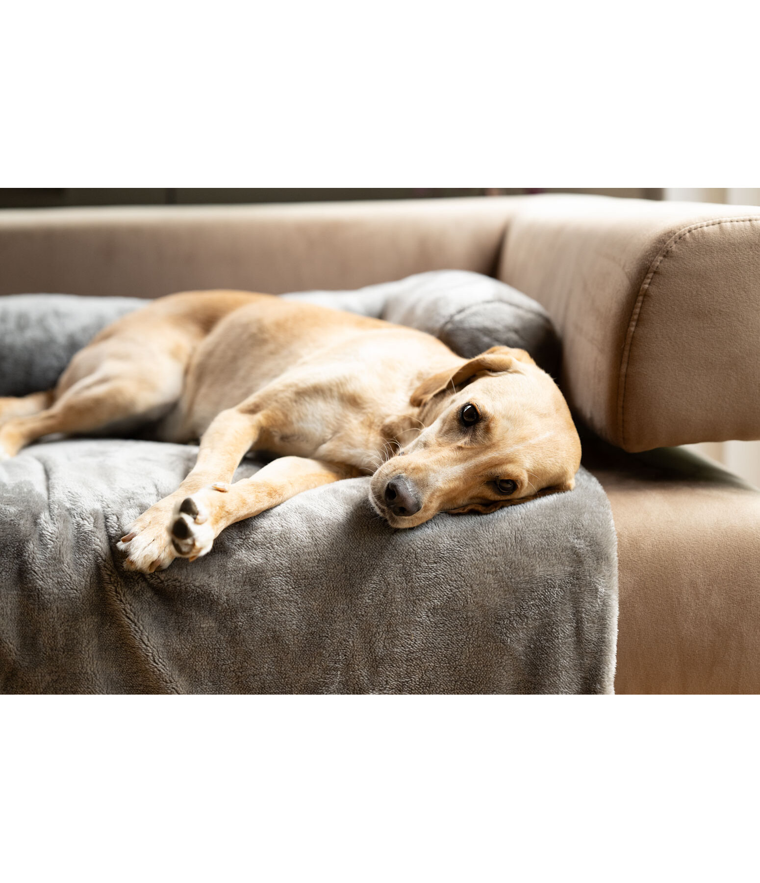 Teddyfleece-M�belschutz Guard