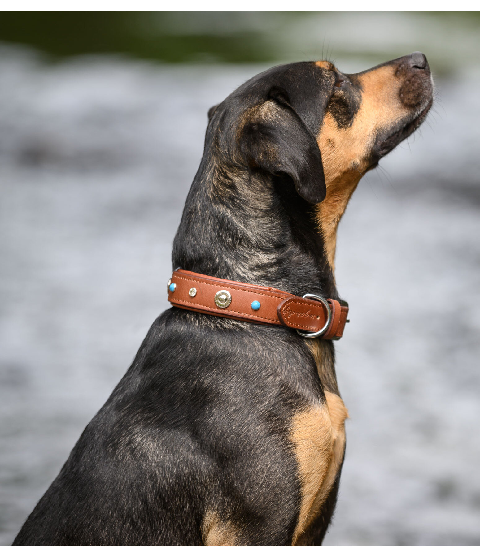 Hunde-Lederhalsband Chinook