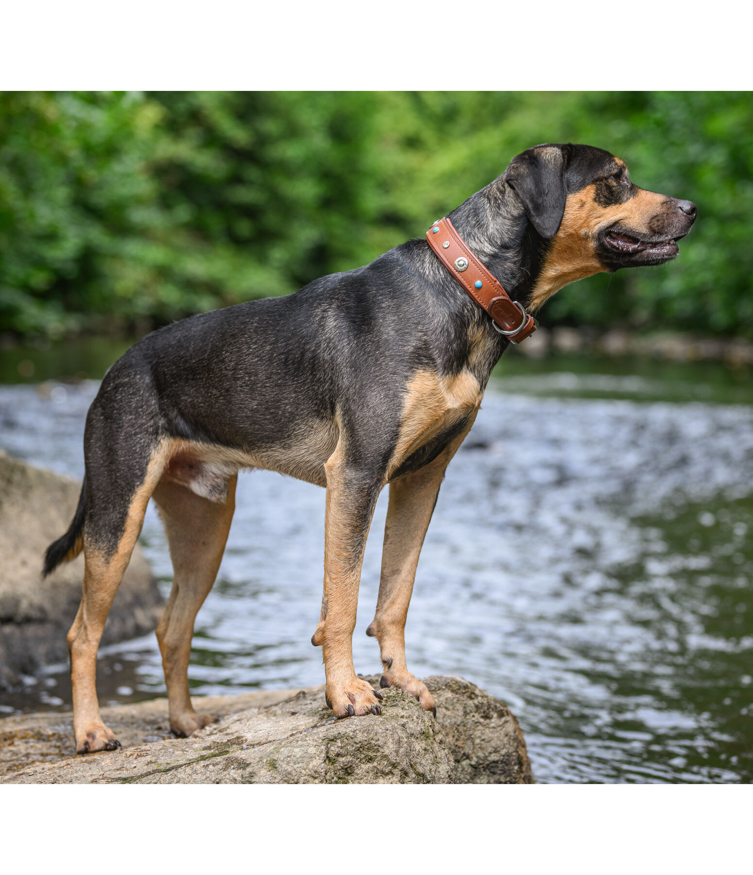 Hunde-Lederhalsband Chinook