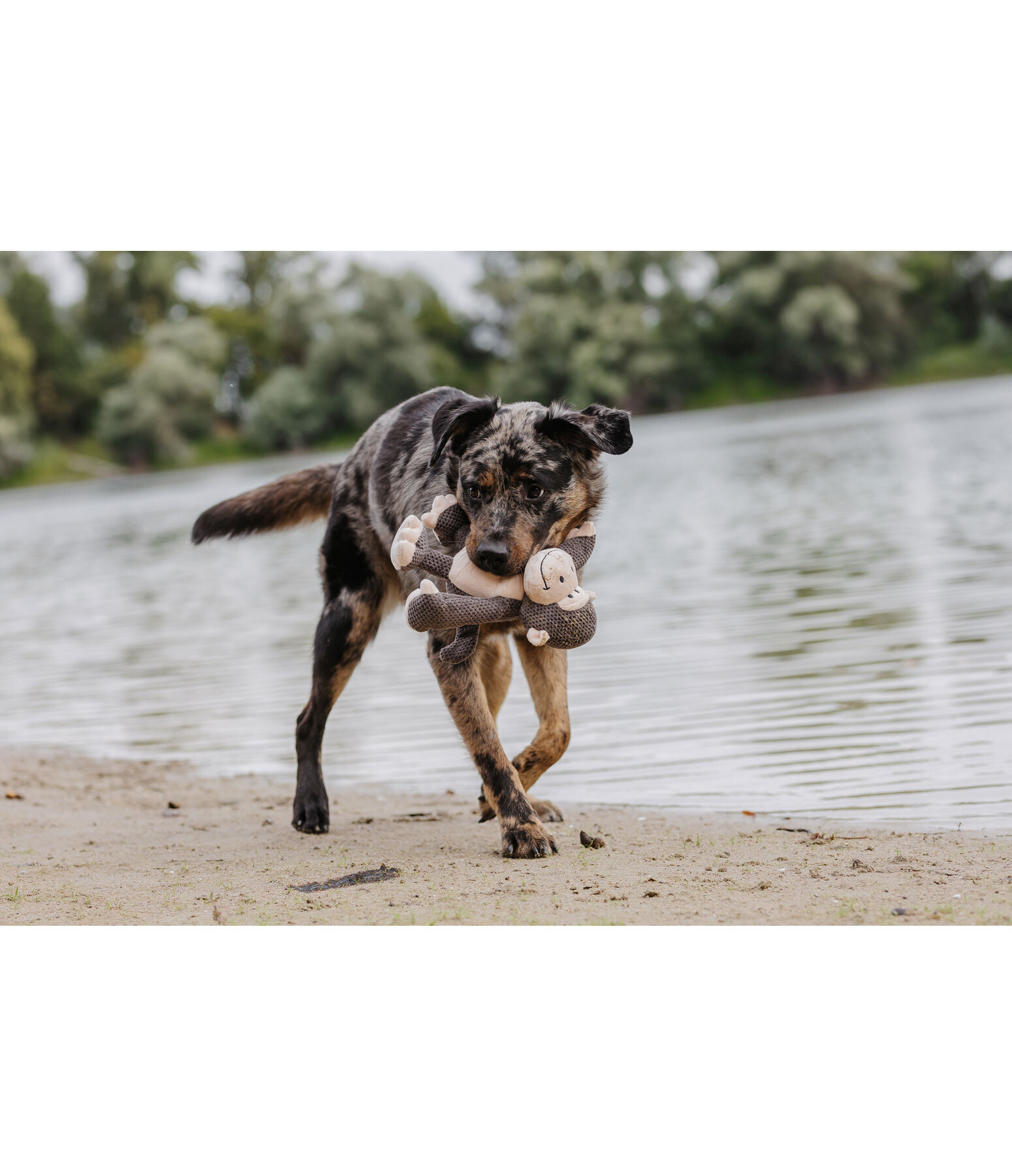 Hundespielzeug Kuschel-Affe Alfie