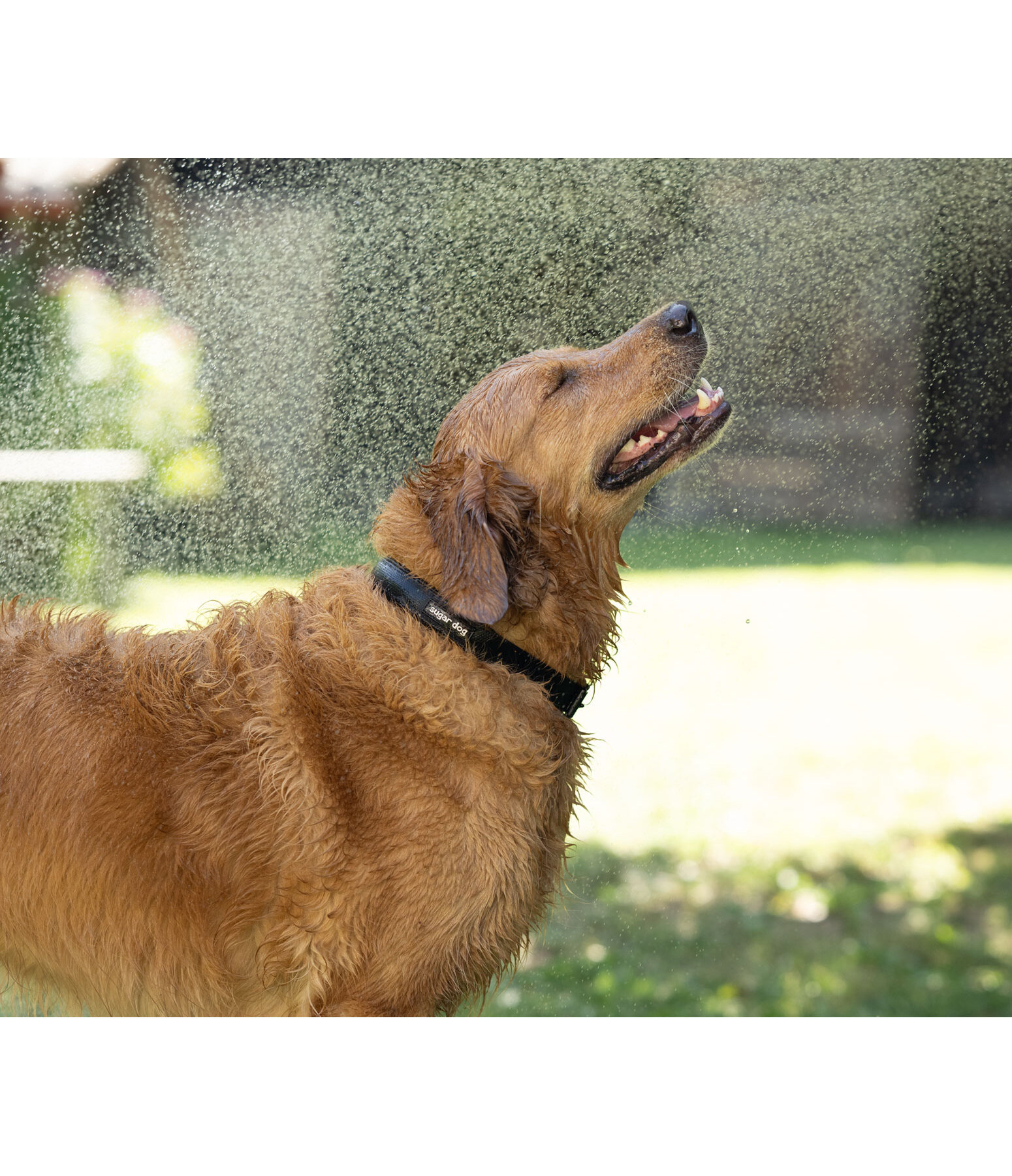 Waterproof Hundehalsband Mable