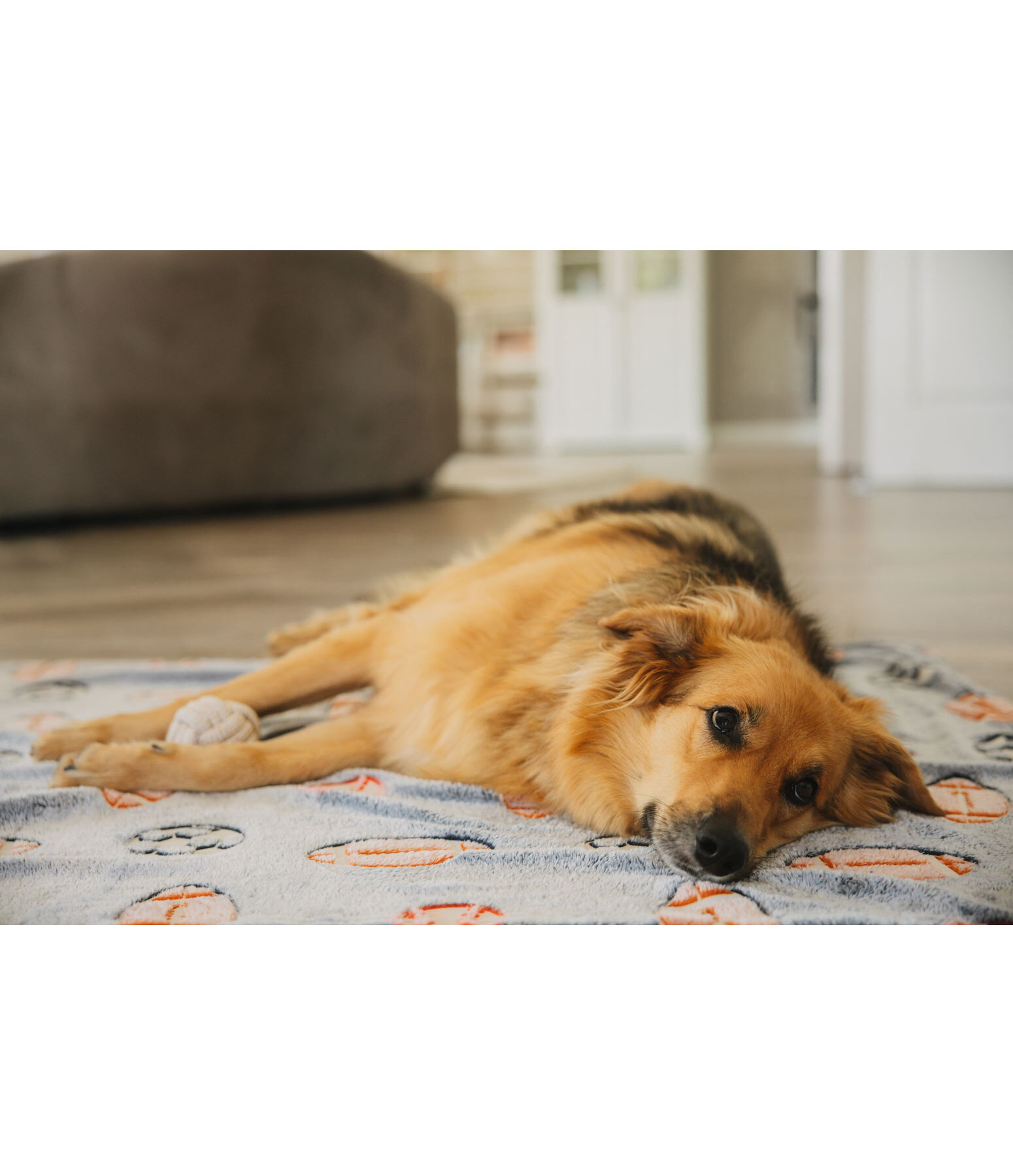 Hundedecke Glow in the Dark