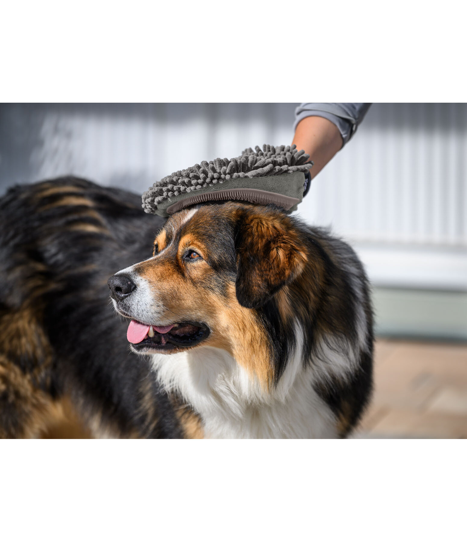 Handschuh-Striegel Cosma für Hunde