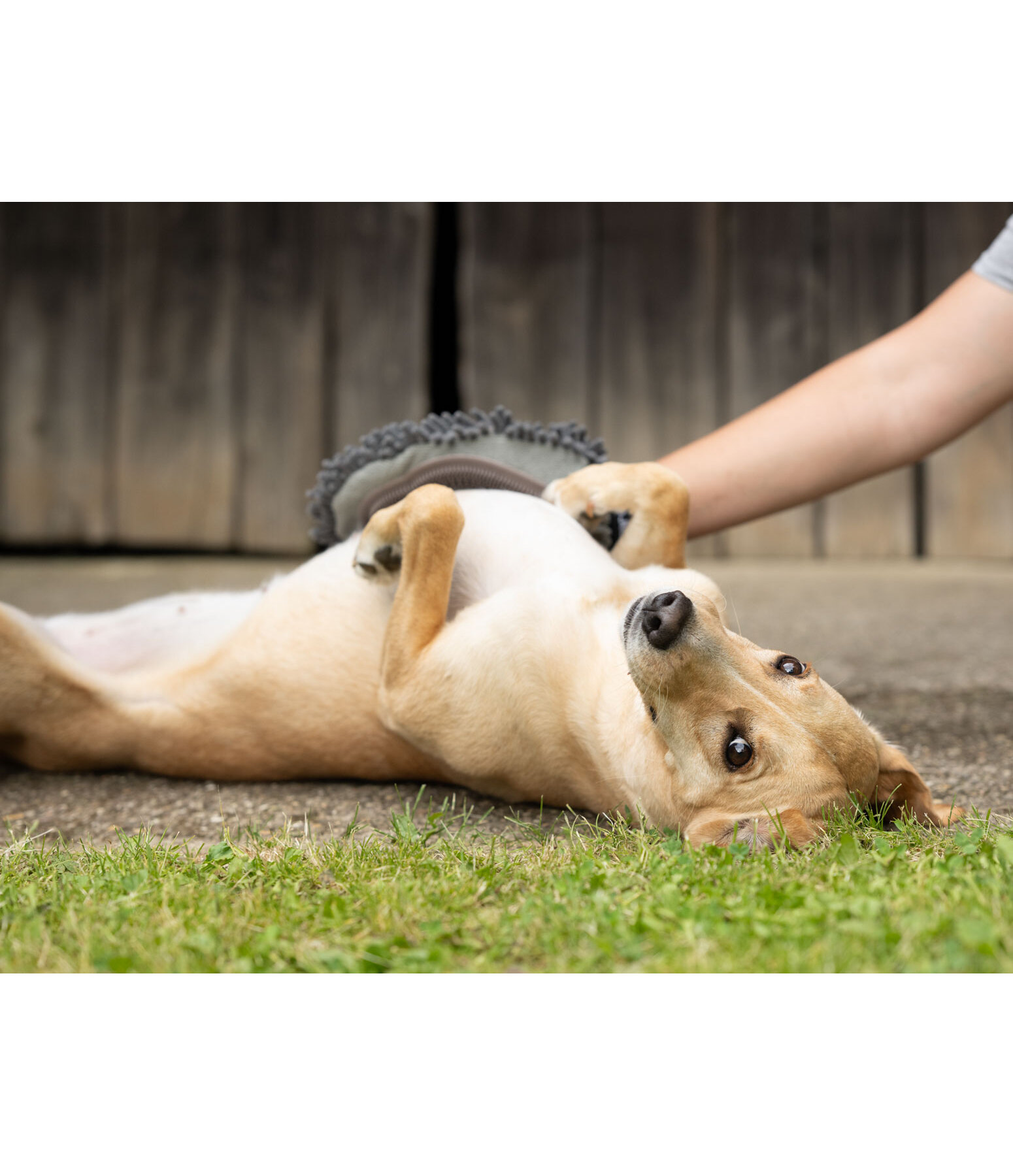 Handschuh-Striegel Cosma f�r Hunde