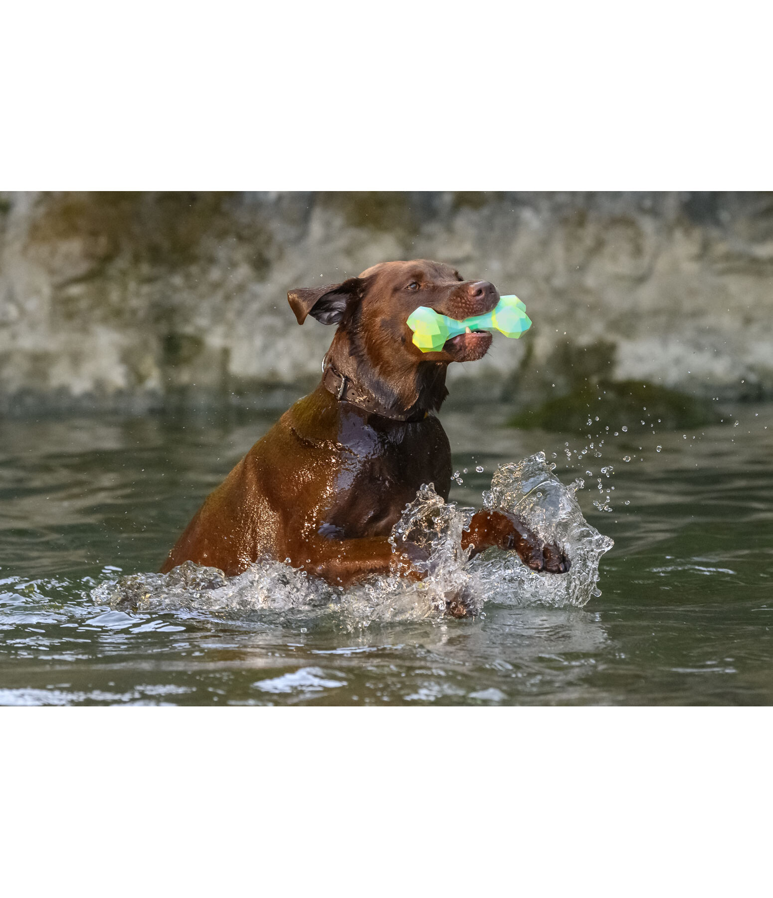 Wasserspielzeug Marble Bone  für Hunde