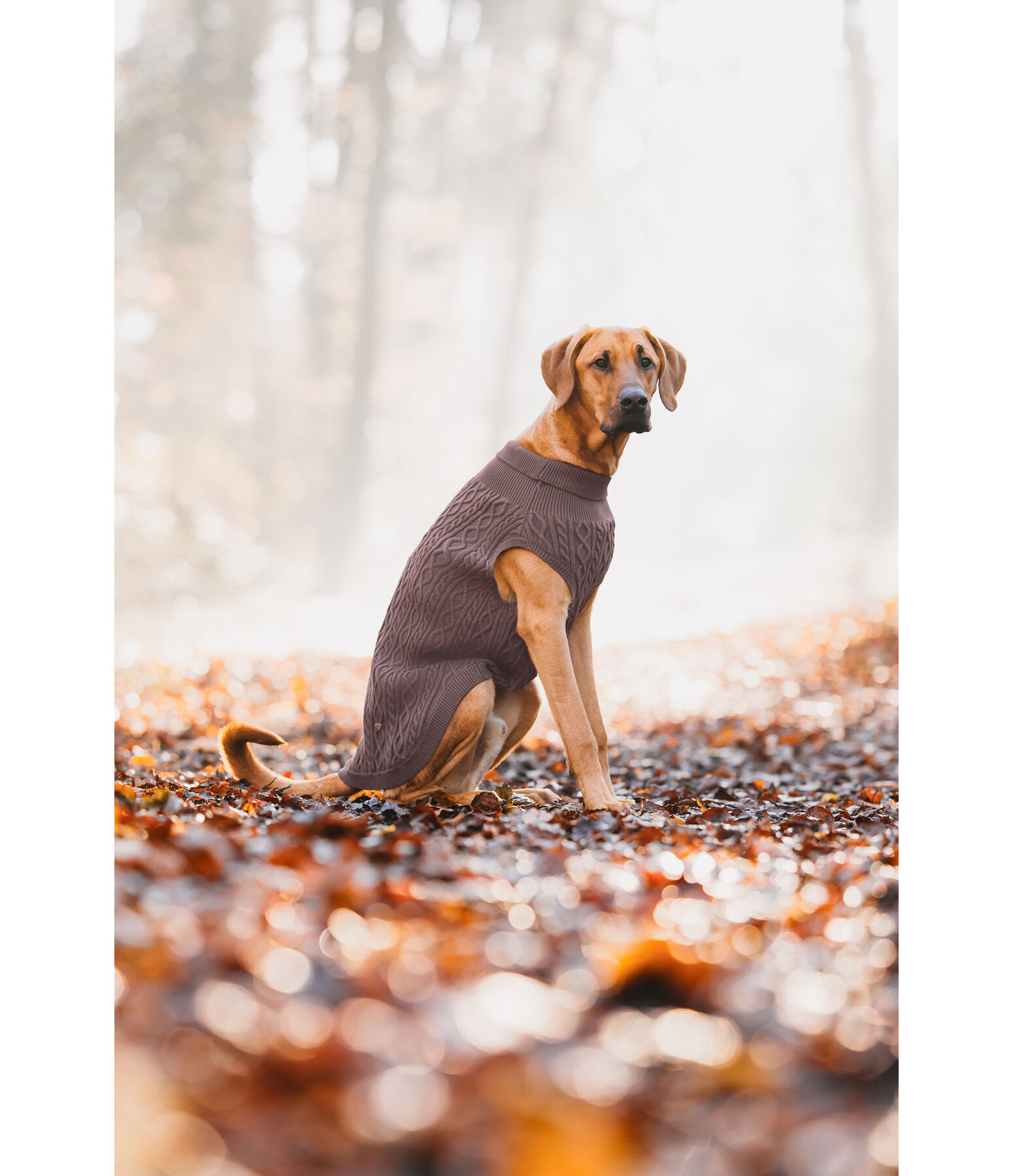 Hunde-Rollkragenpullover Maisie