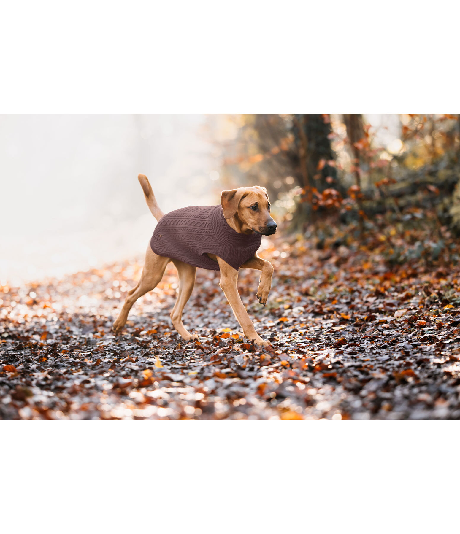 Hunde-Rollkragenpullover Maisie
