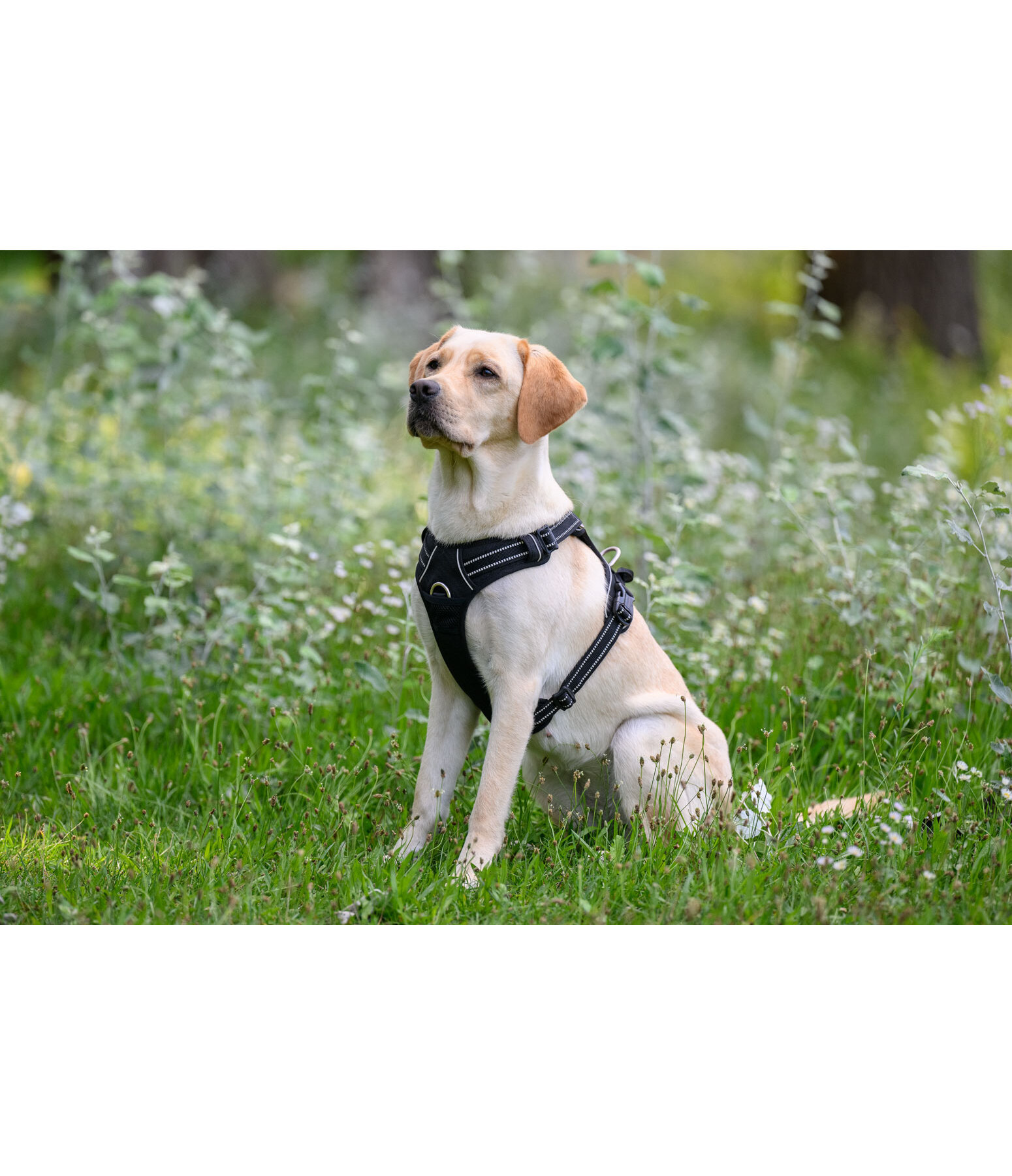 Hundegeschirr Expedition