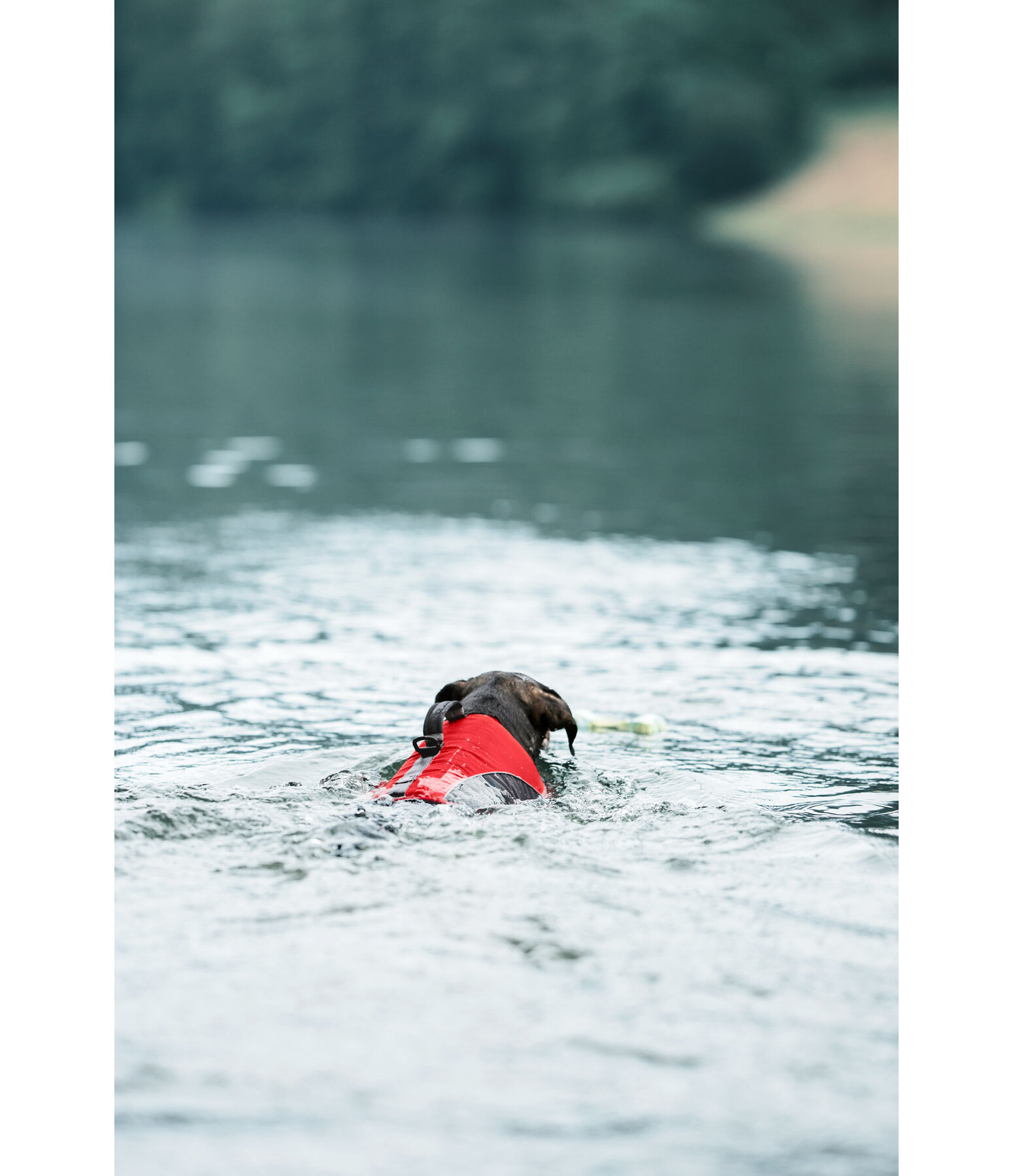 Hunde-Schwimmweste Life Guard
