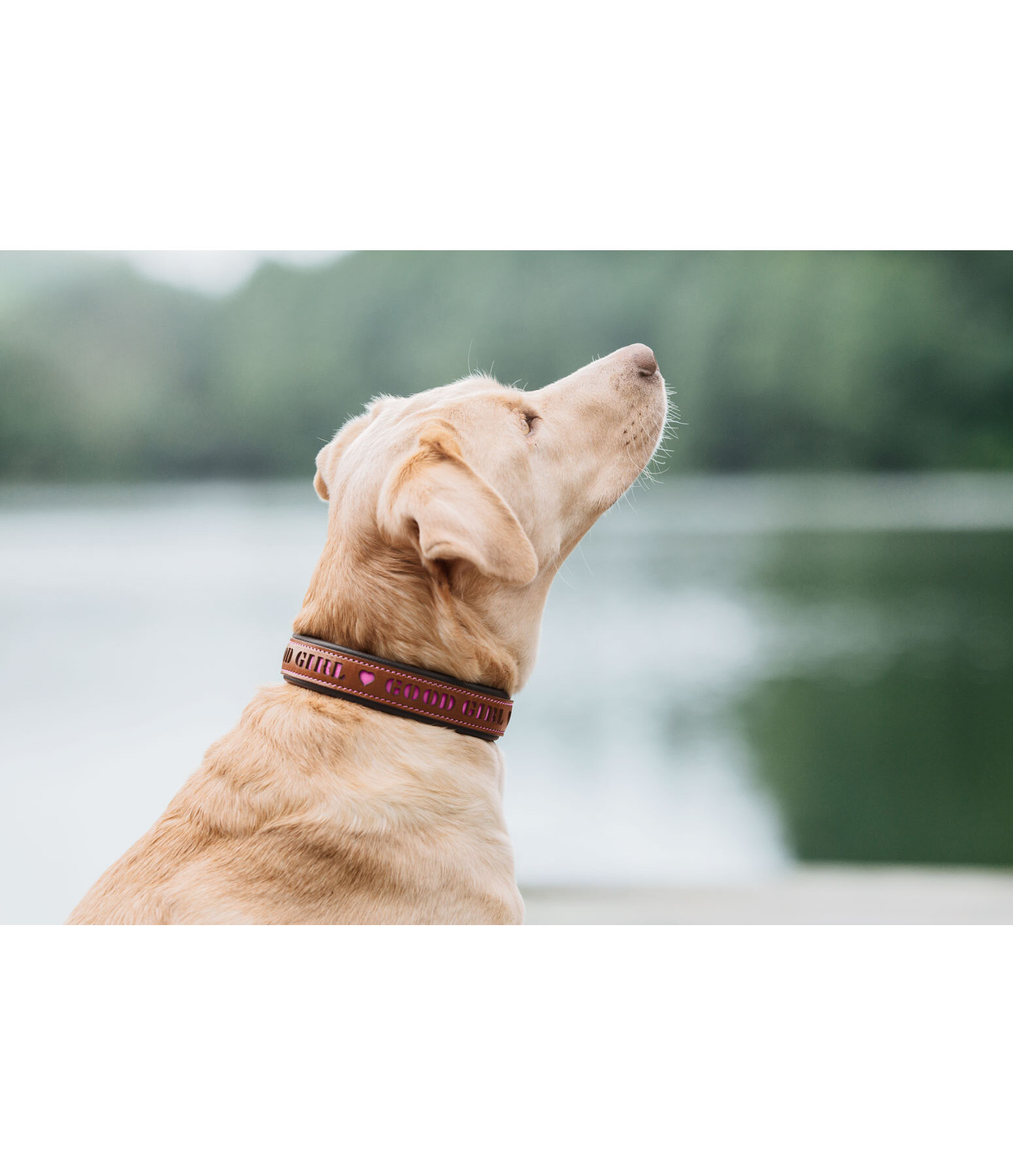 Leder-Hundehalsband Good Dog