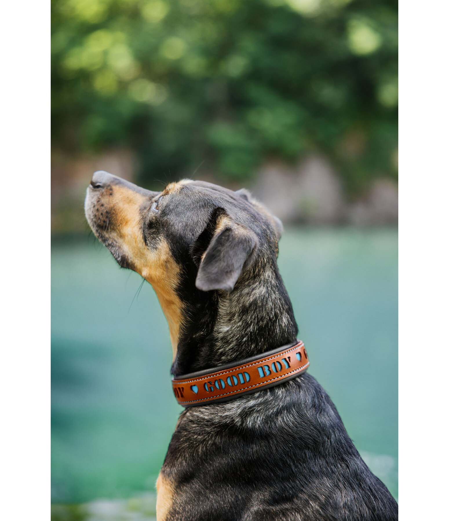 Leder-Hundehalsband Good Dog
