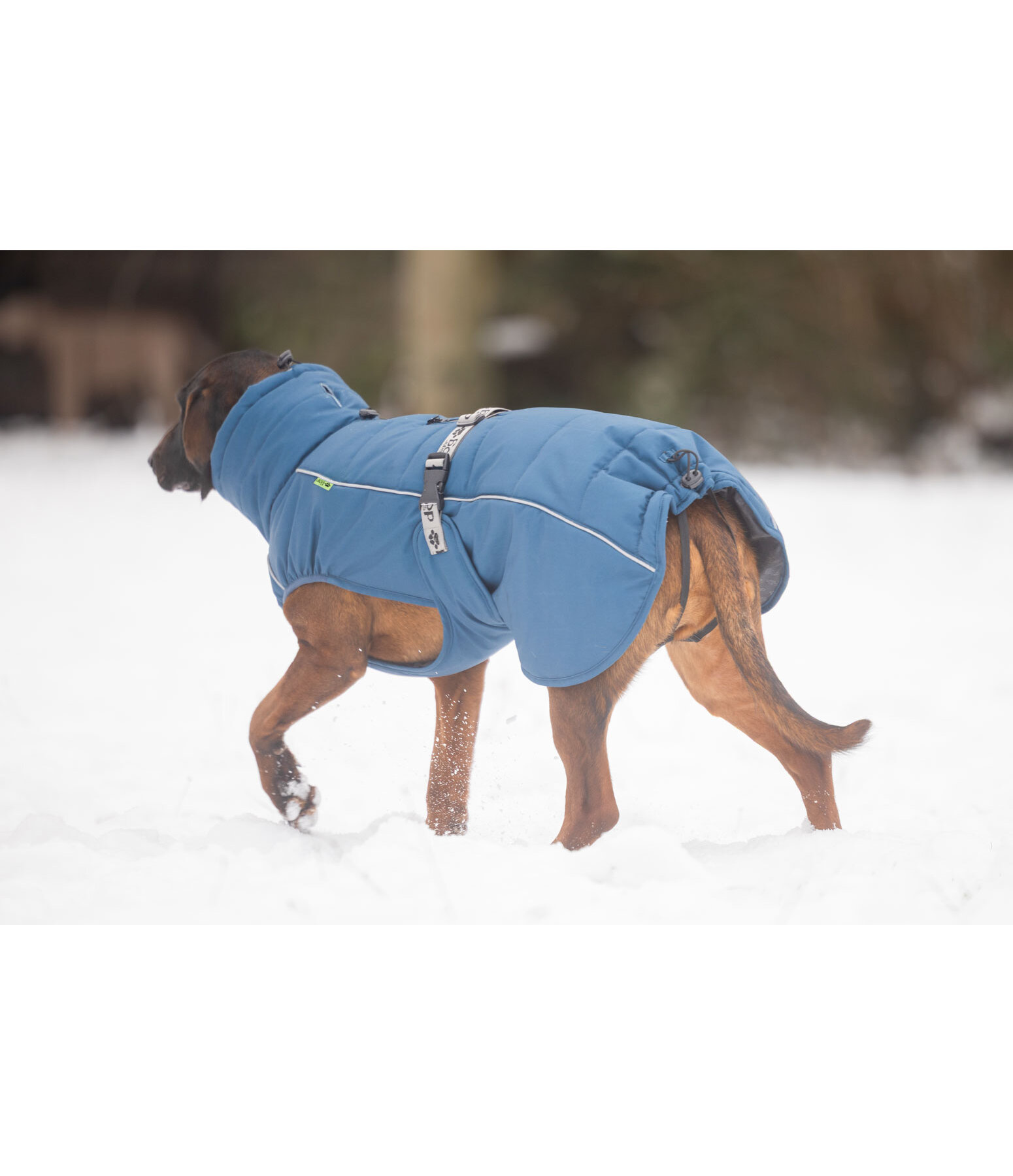 Winter-Hundemantel Marlon, 200-300 g