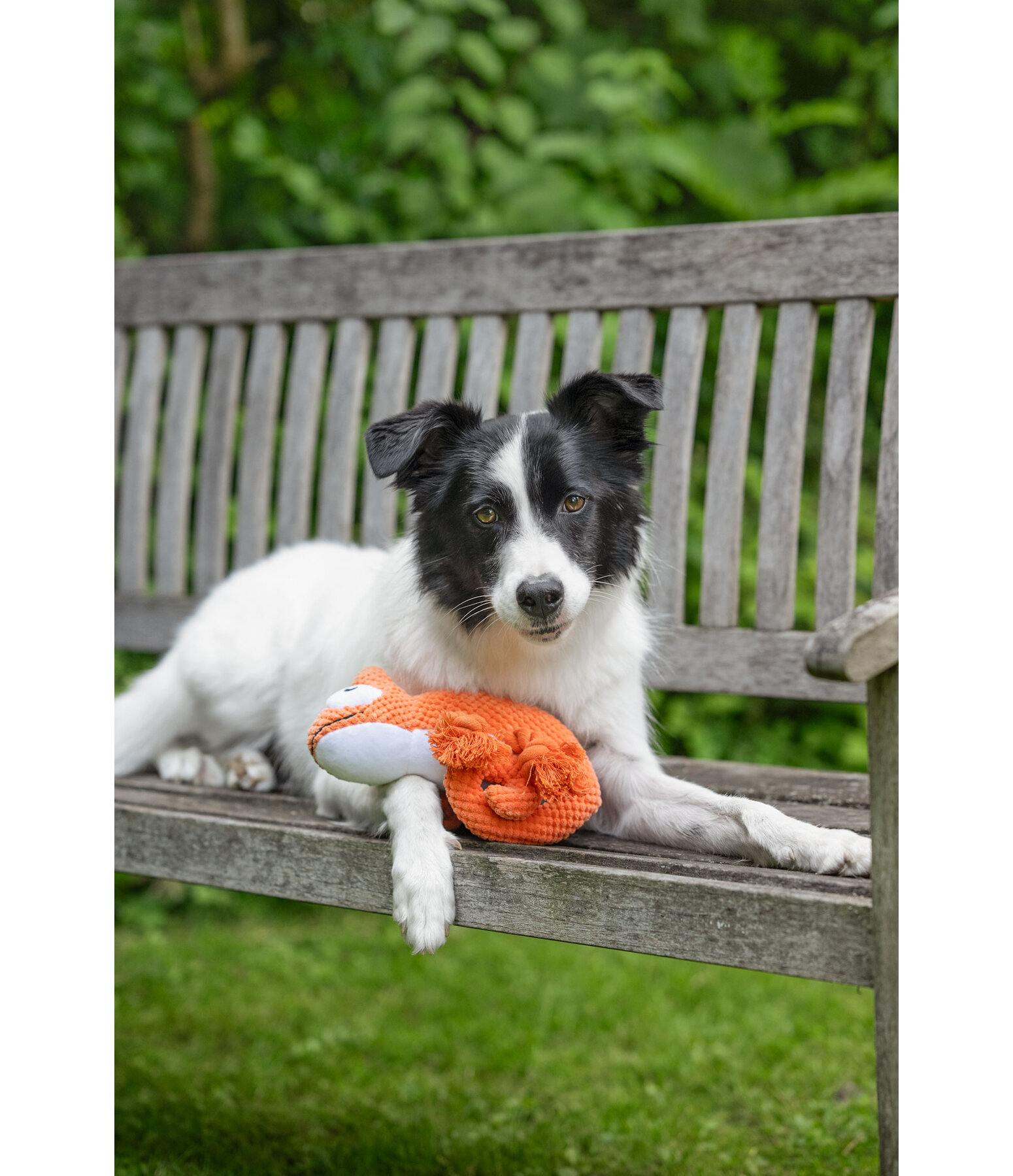 Hundespielzeug Chameleon