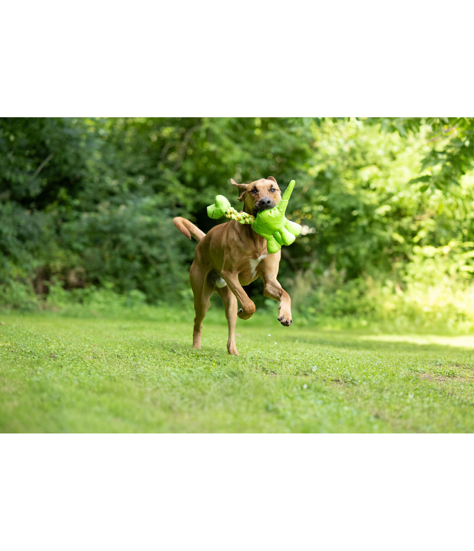 Hundespielzeug Strong Dino