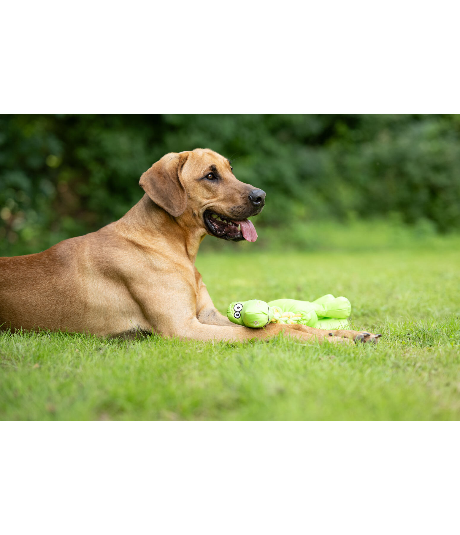 Hundespielzeug Strong Dino