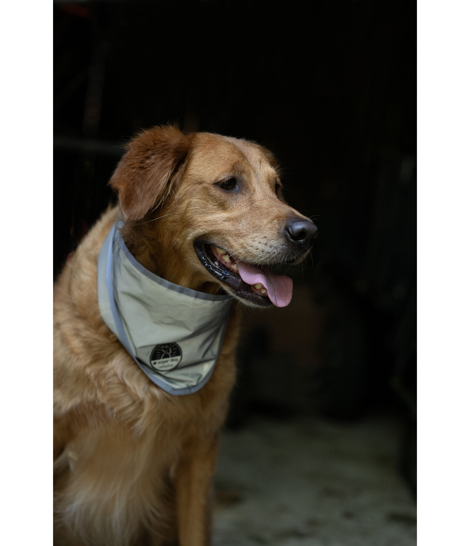 Reflex Halstuch f�r Hunde