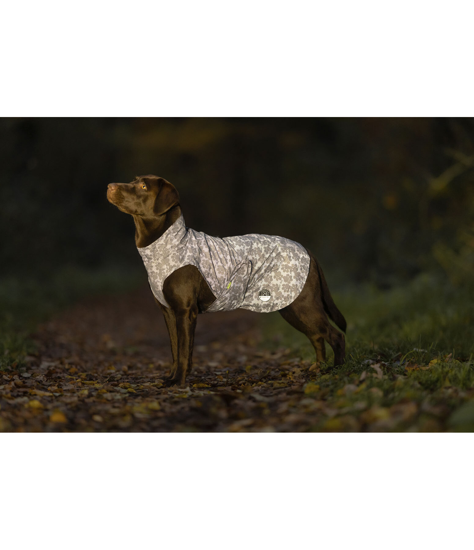 reflektierender Regenmantel f�r Hunde To Go