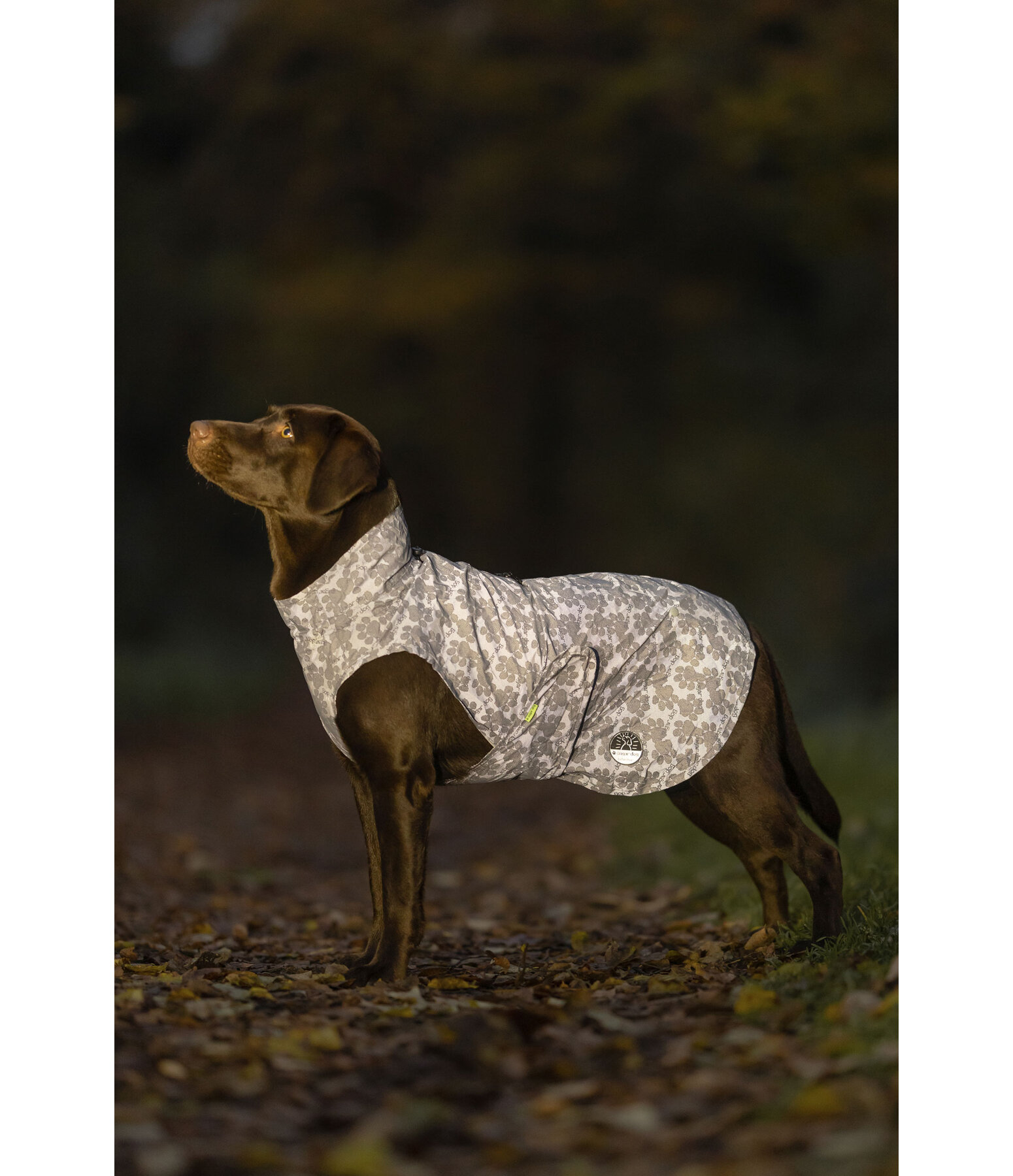 reflektierender Regenmantel f�r Hunde To Go