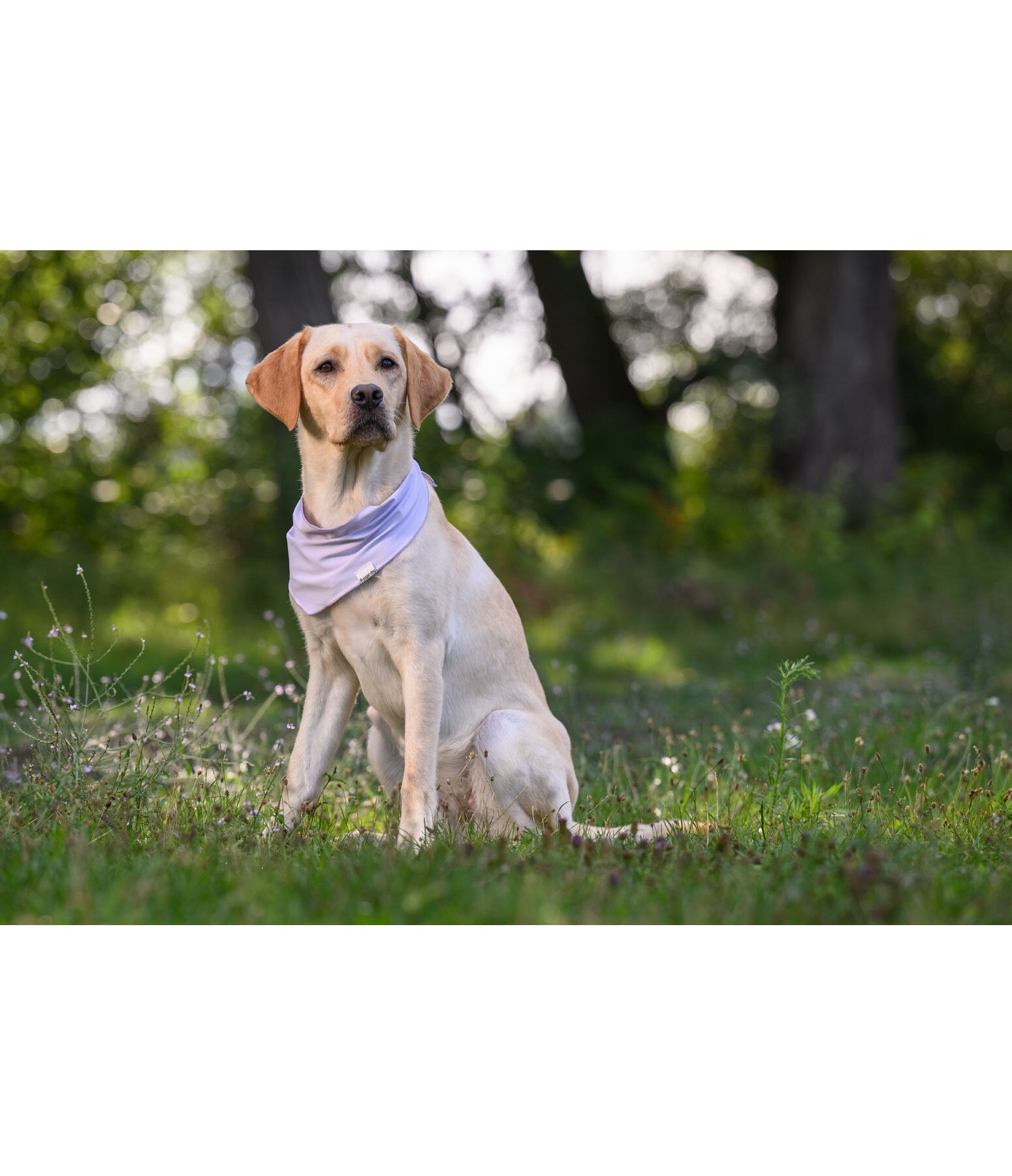 k�hlendes Halstuch Frostie