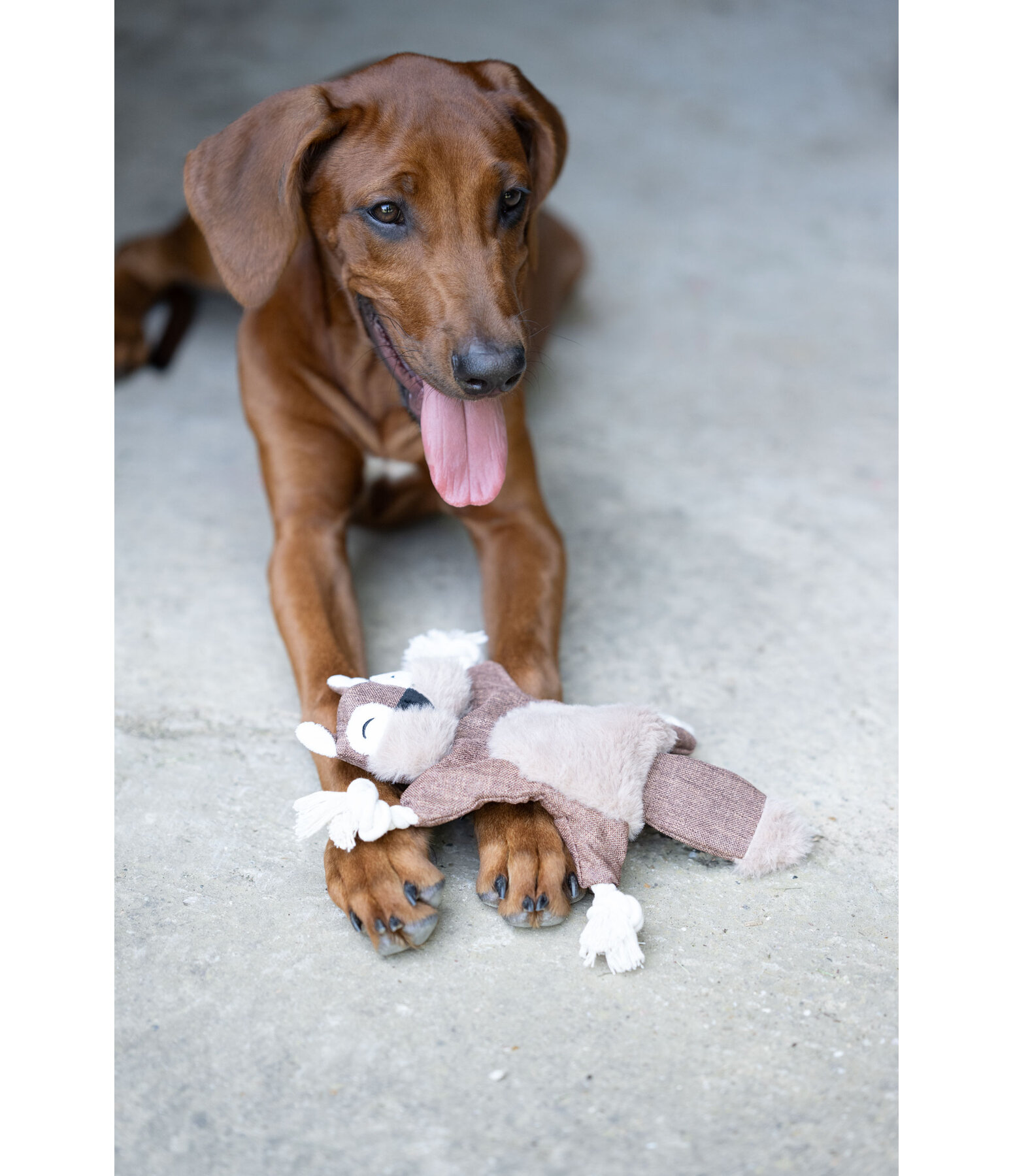 Hundespielzeug Eichh�rnchen