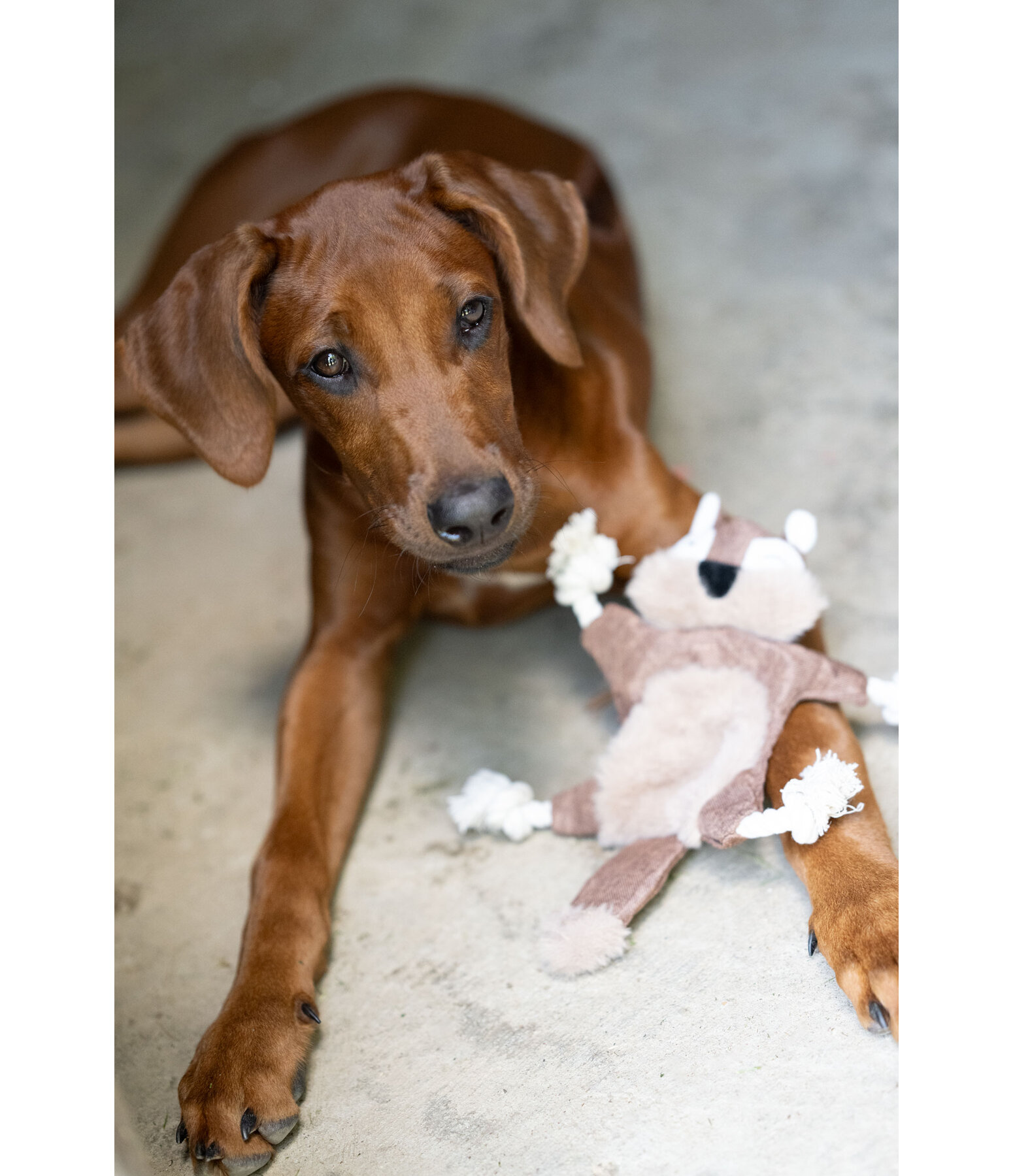Hundespielzeug Eichh�rnchen