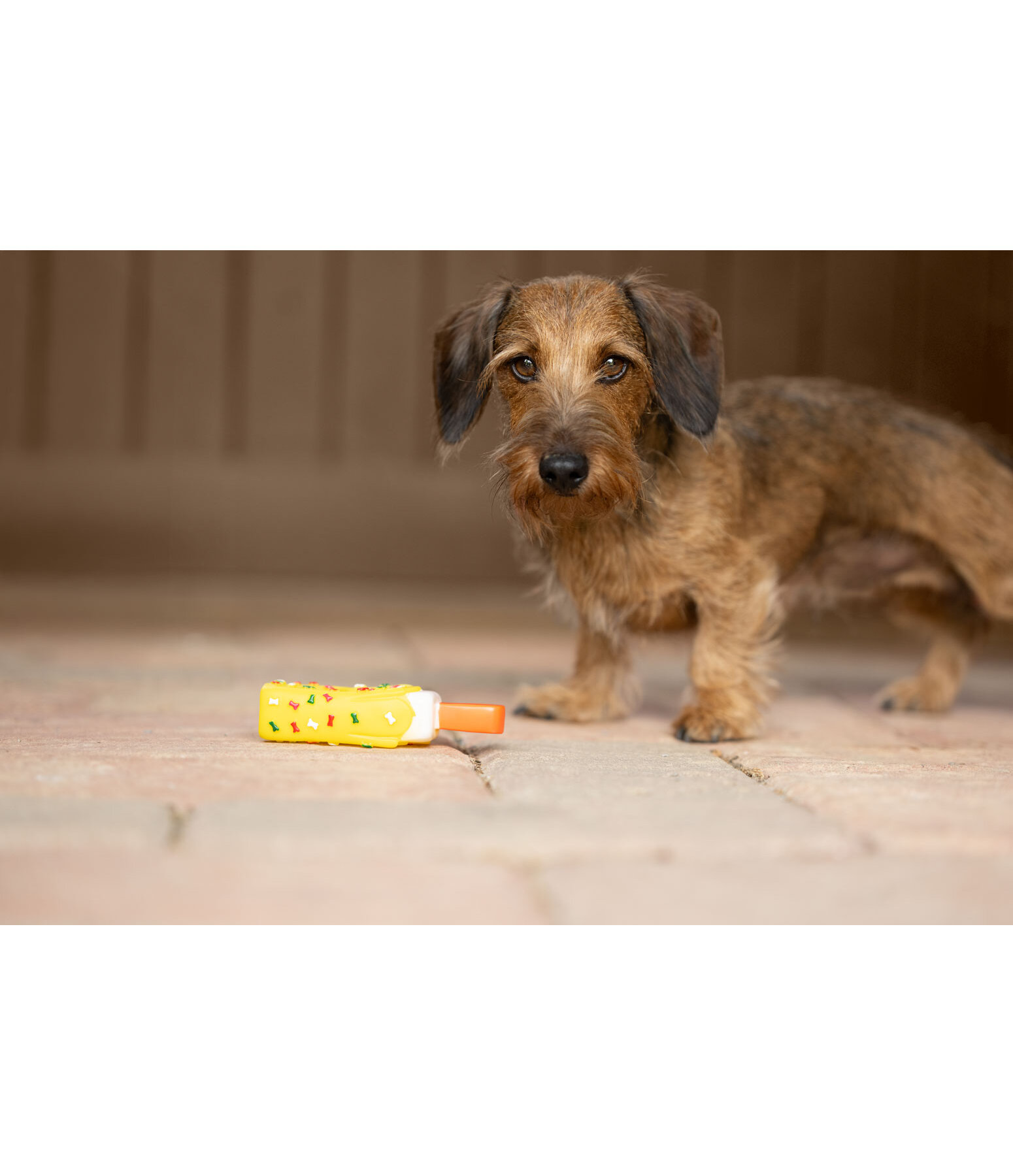 Hundespielzeug Eis am Stiel mit Quietsche