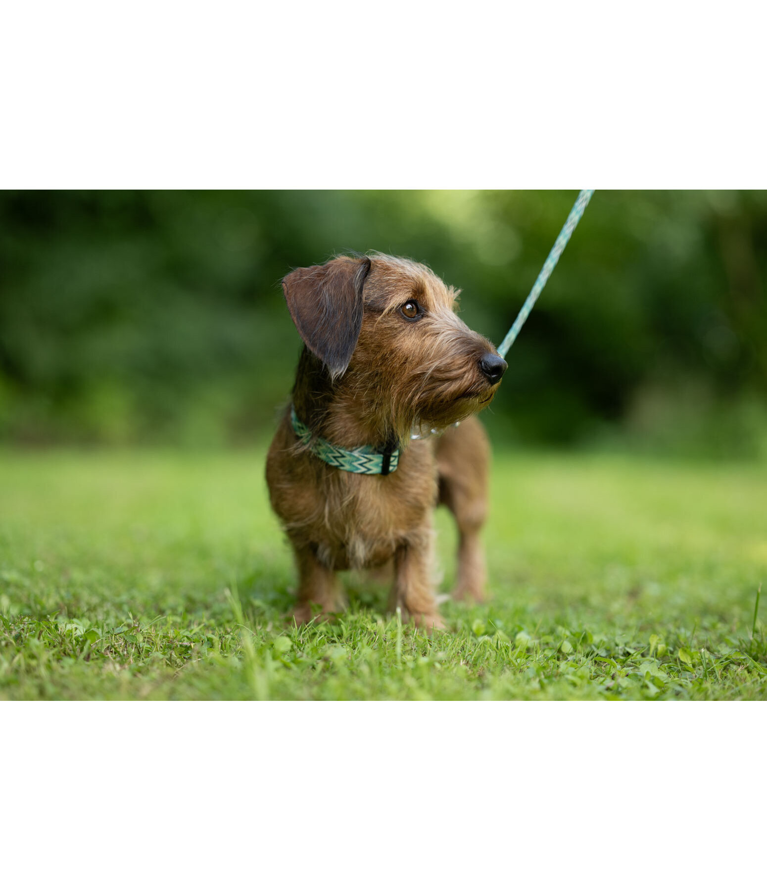 Halsband und Leine Set Zap