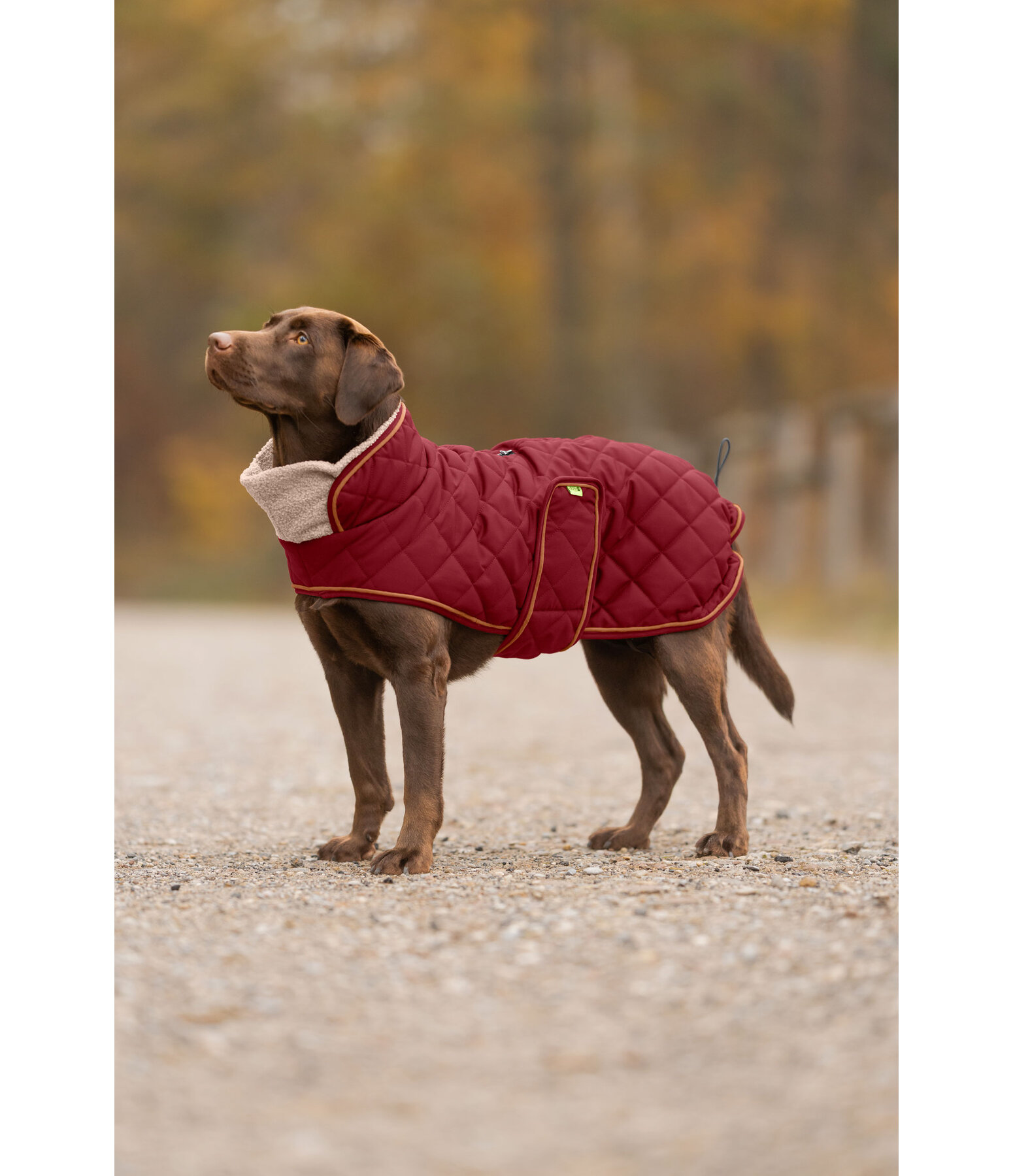 Stepp-Hundemantel mit Teddyfleece-F�tterung Holly
