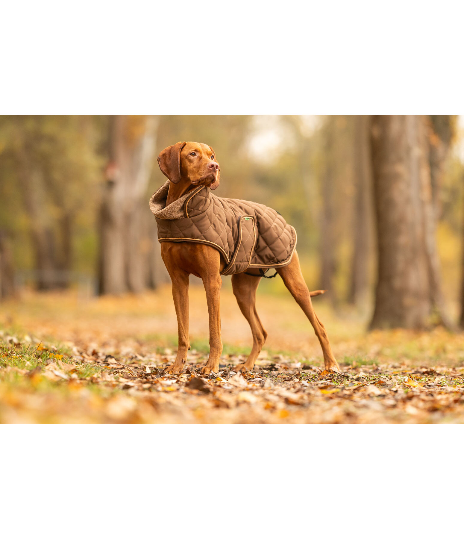 Stepp-Hundemantel mit Teddyfleece-F�tterung Holly