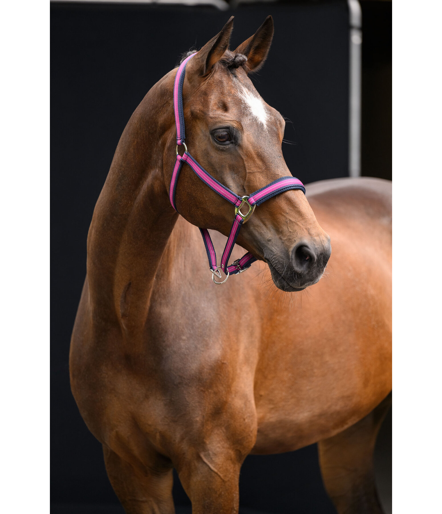 Halfter Swiss Design II