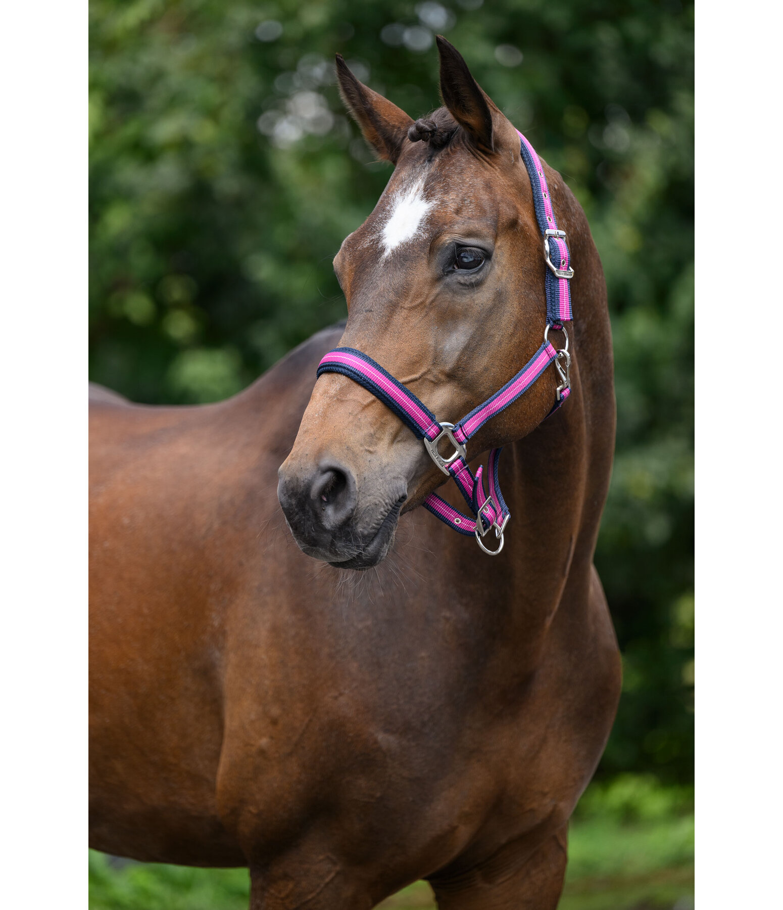 Halfter Swiss Design II