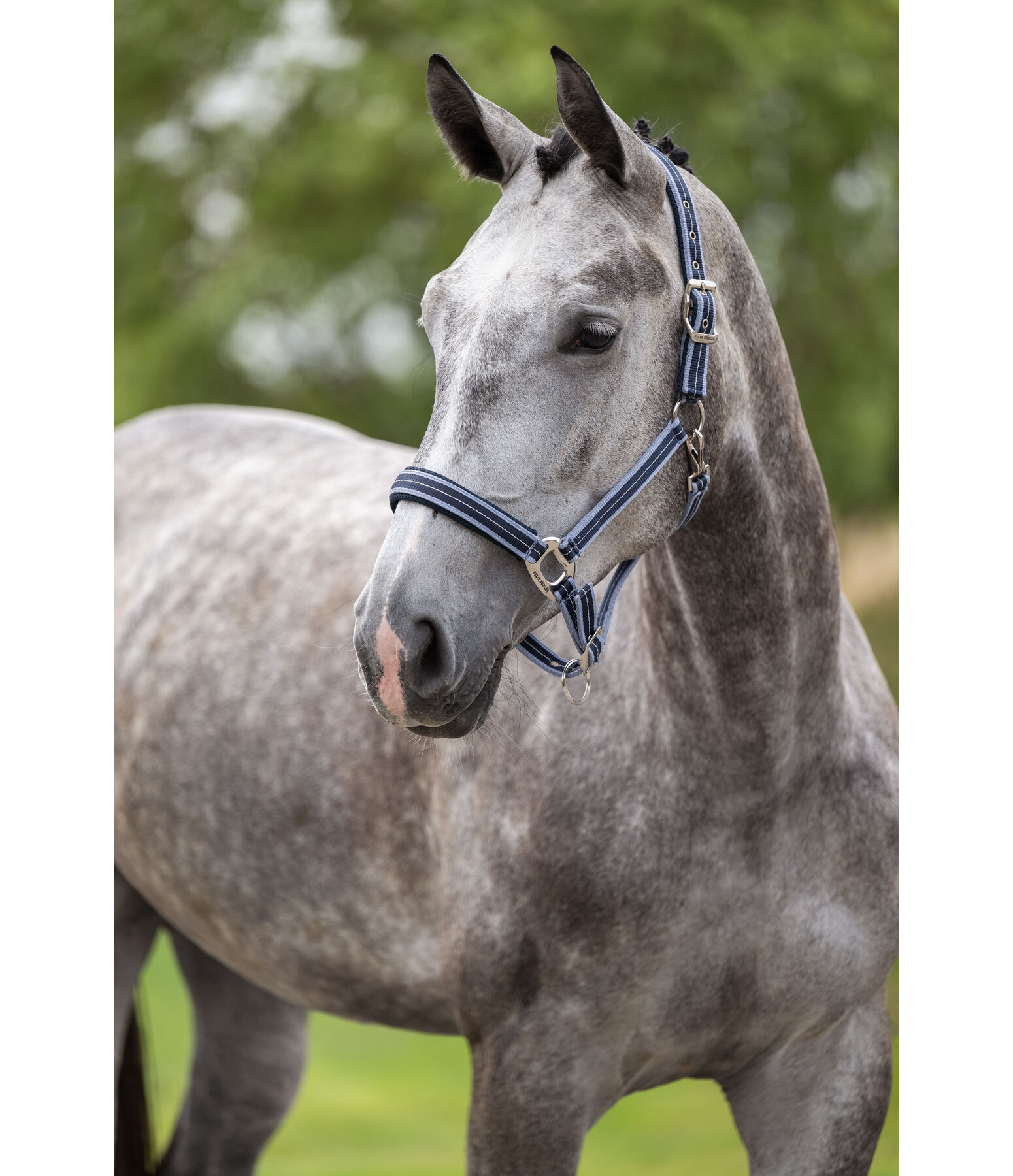 Halfter Swiss Design II