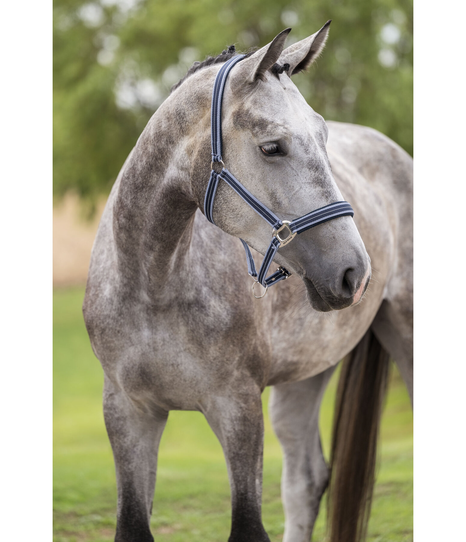 Halfter Swiss Design II