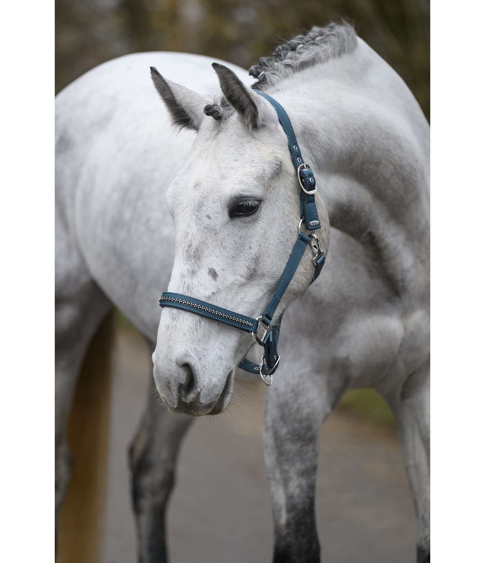 Halfter Twinkle
