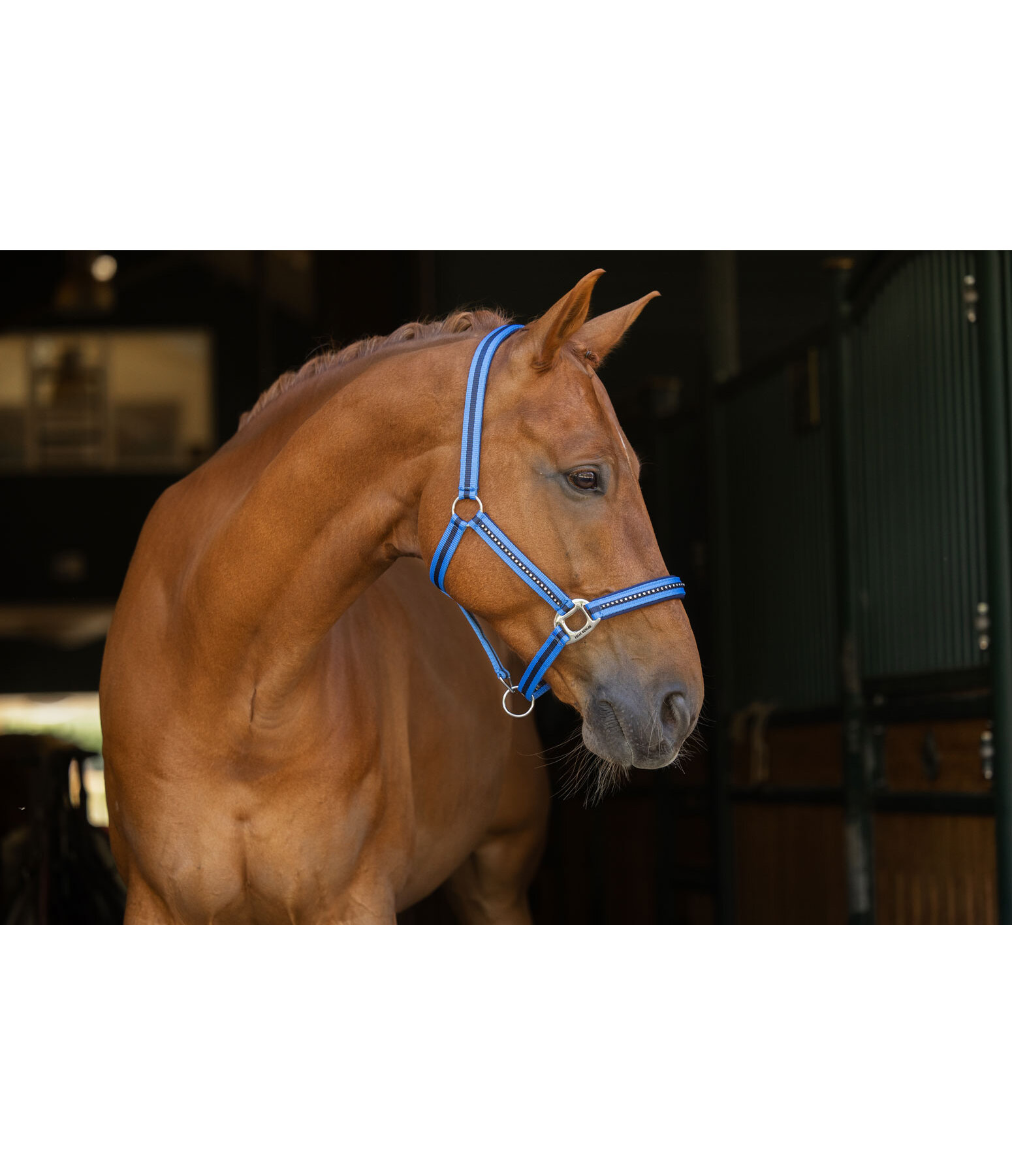 Halfter Twotone & Crystal