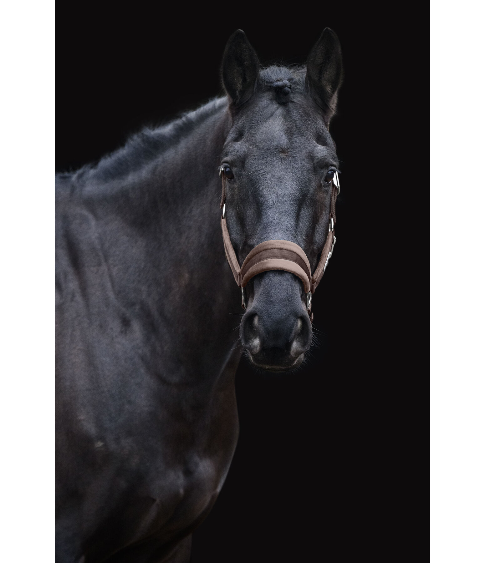 Halfter Velvet