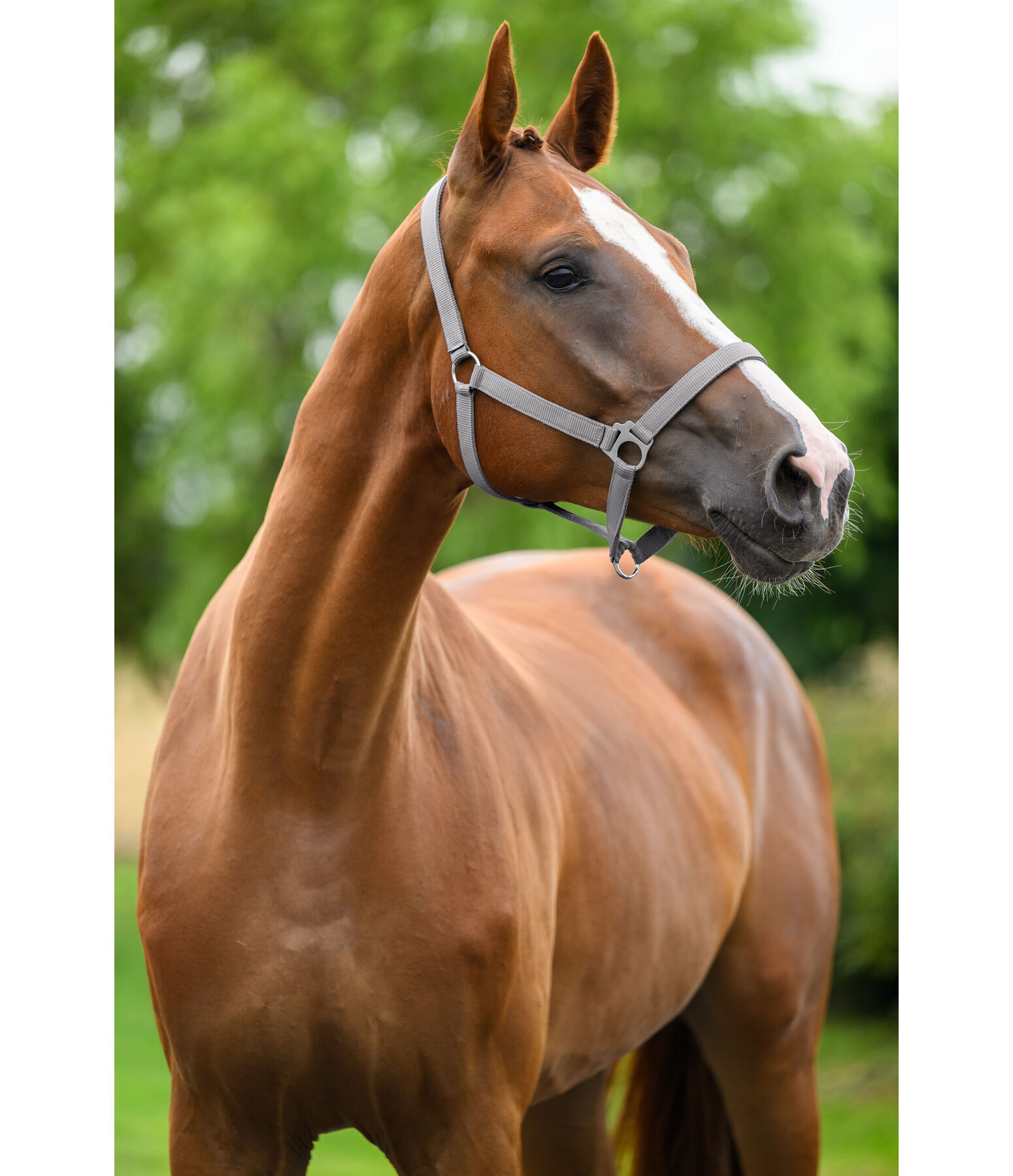 Halfter Superg�nstig