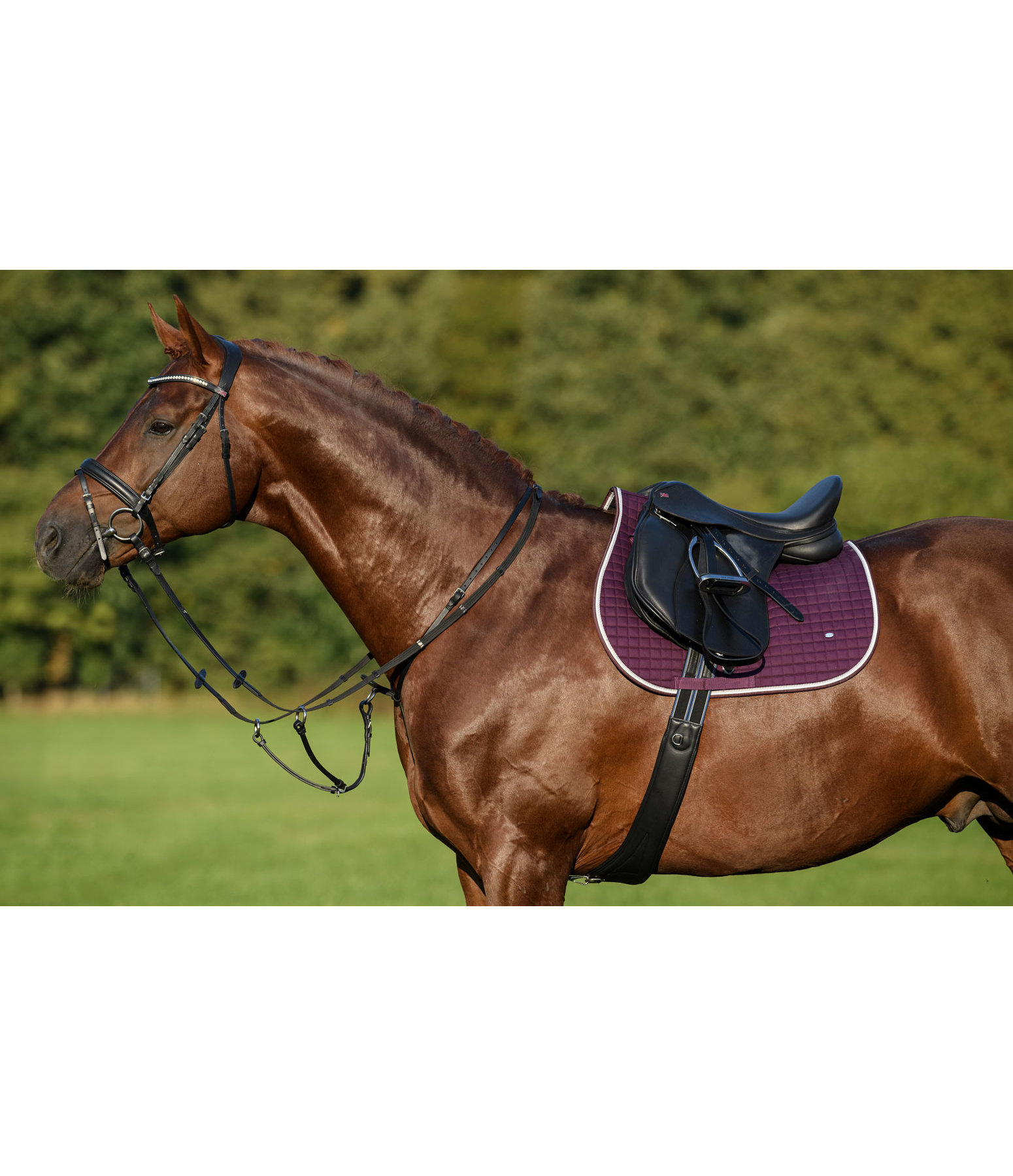 Geöltes Ledermartingal mit Quick Fit II