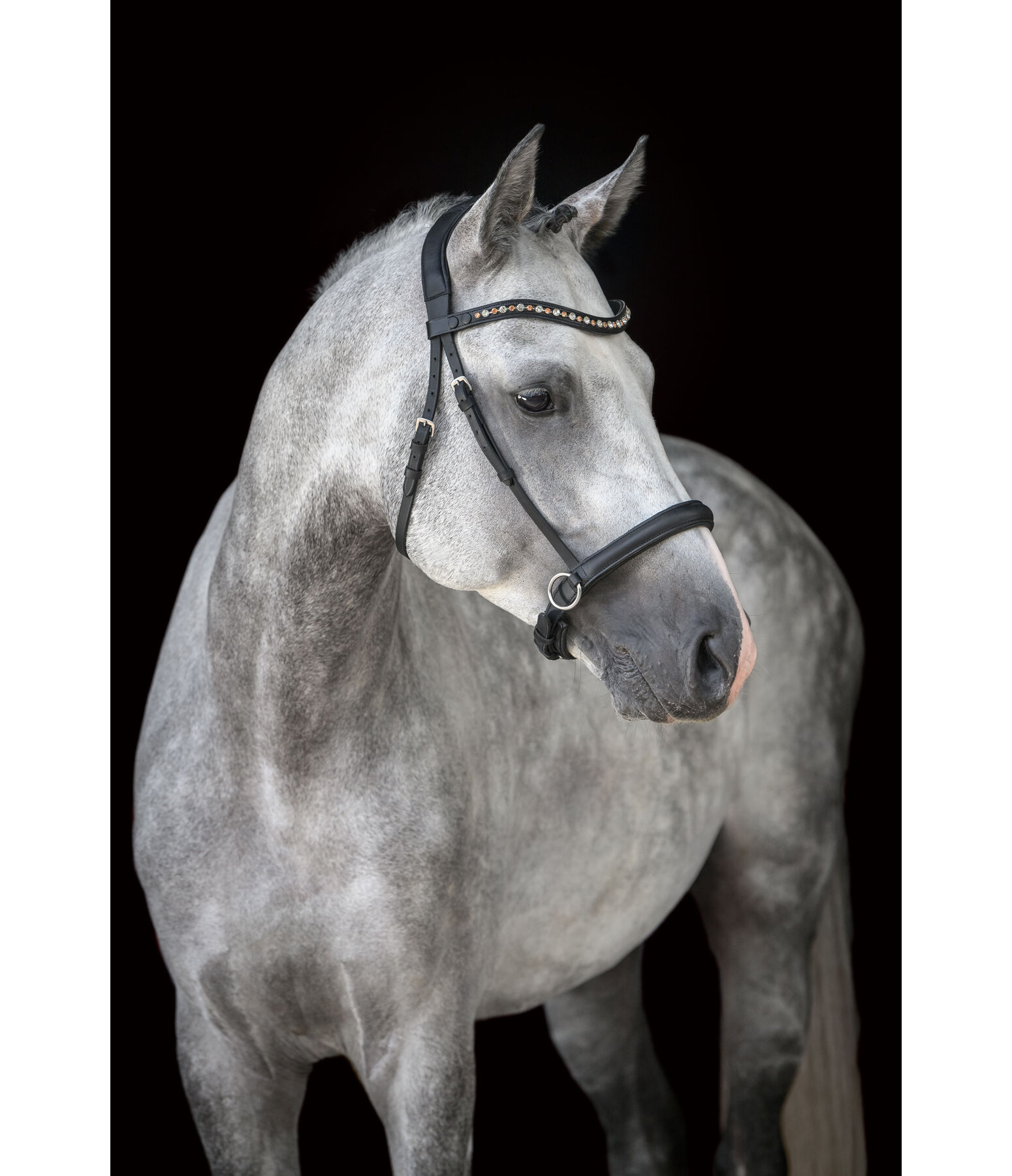 Mix & Match Geltes Leder-Reithalfter Gebisslos