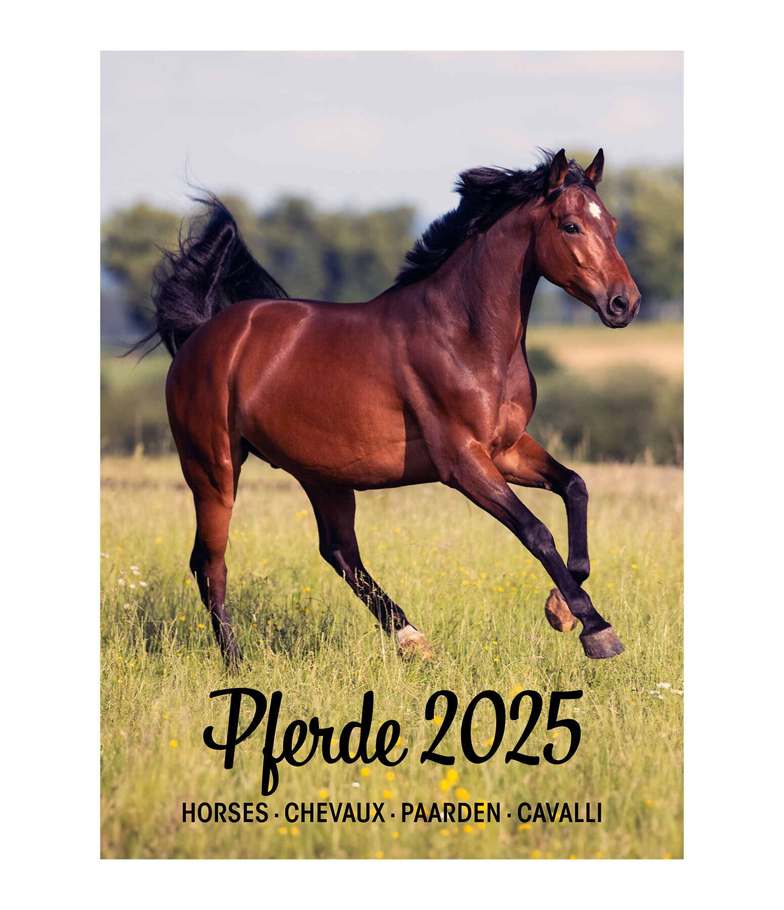 Pferdekalender 2024