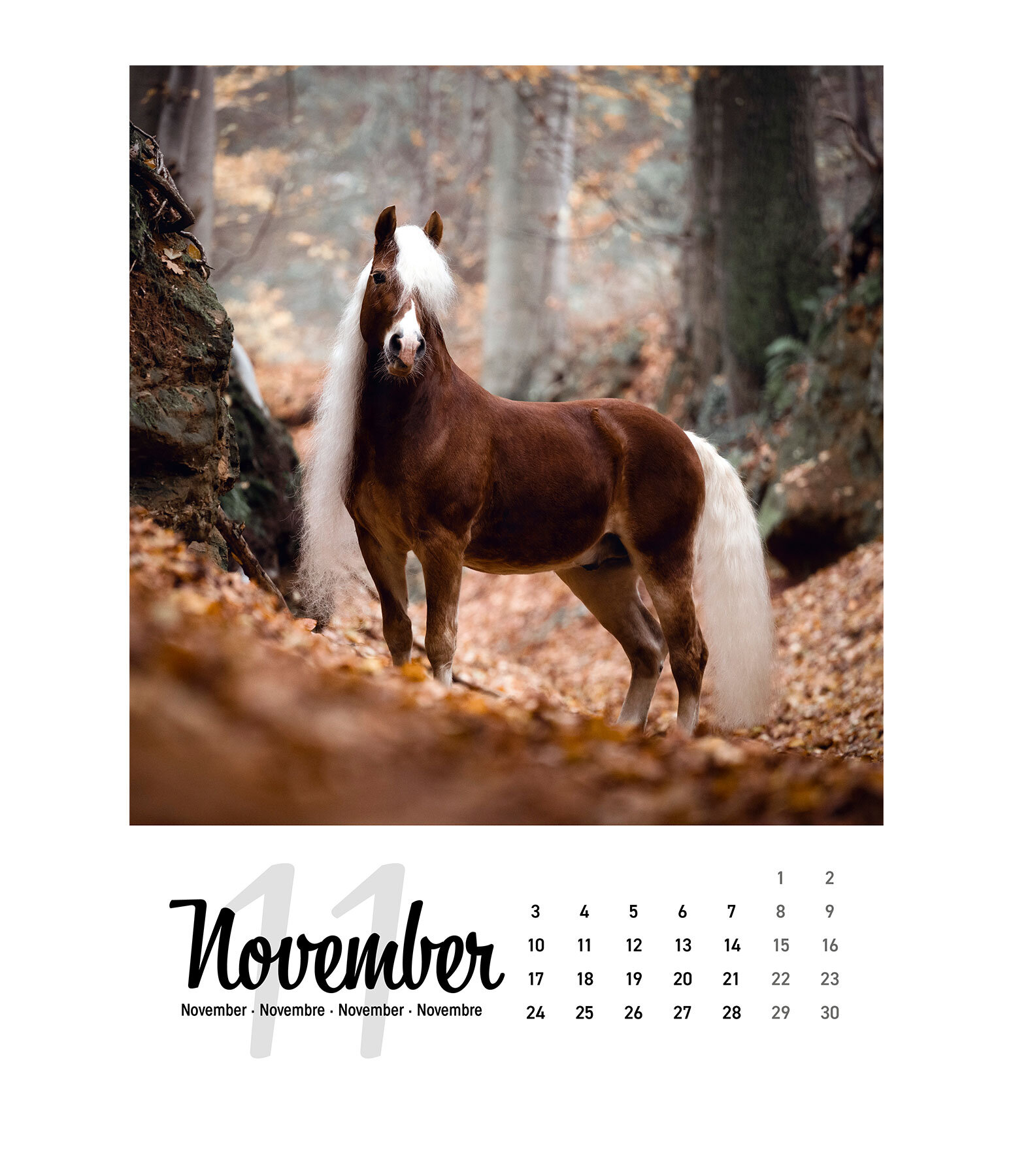 Pferdekalender 2024