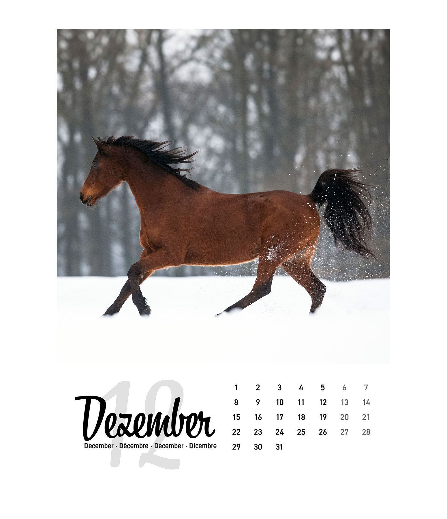 Pferdekalender 2024