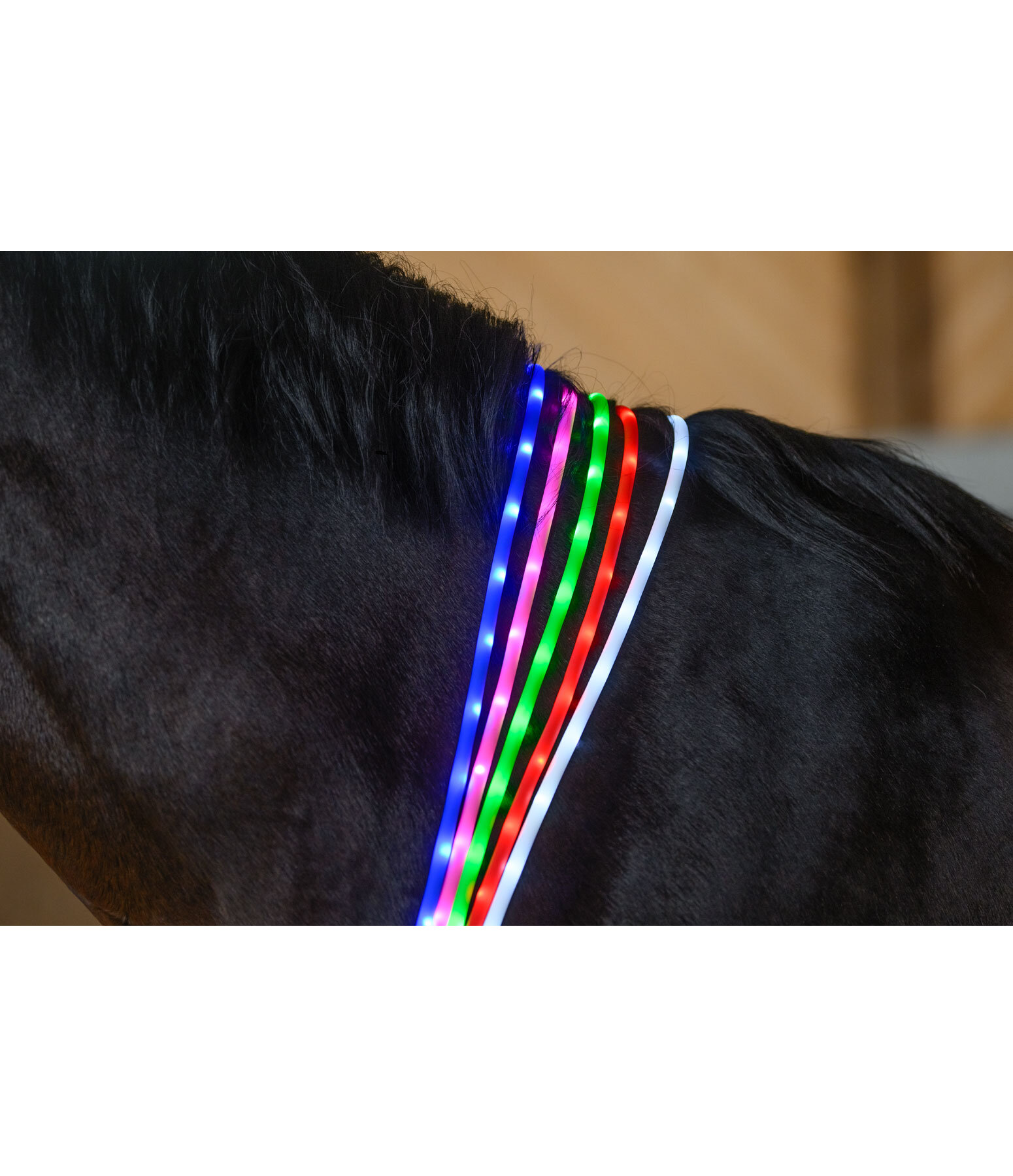 LED-Leuchthalsriemen fr Pferde