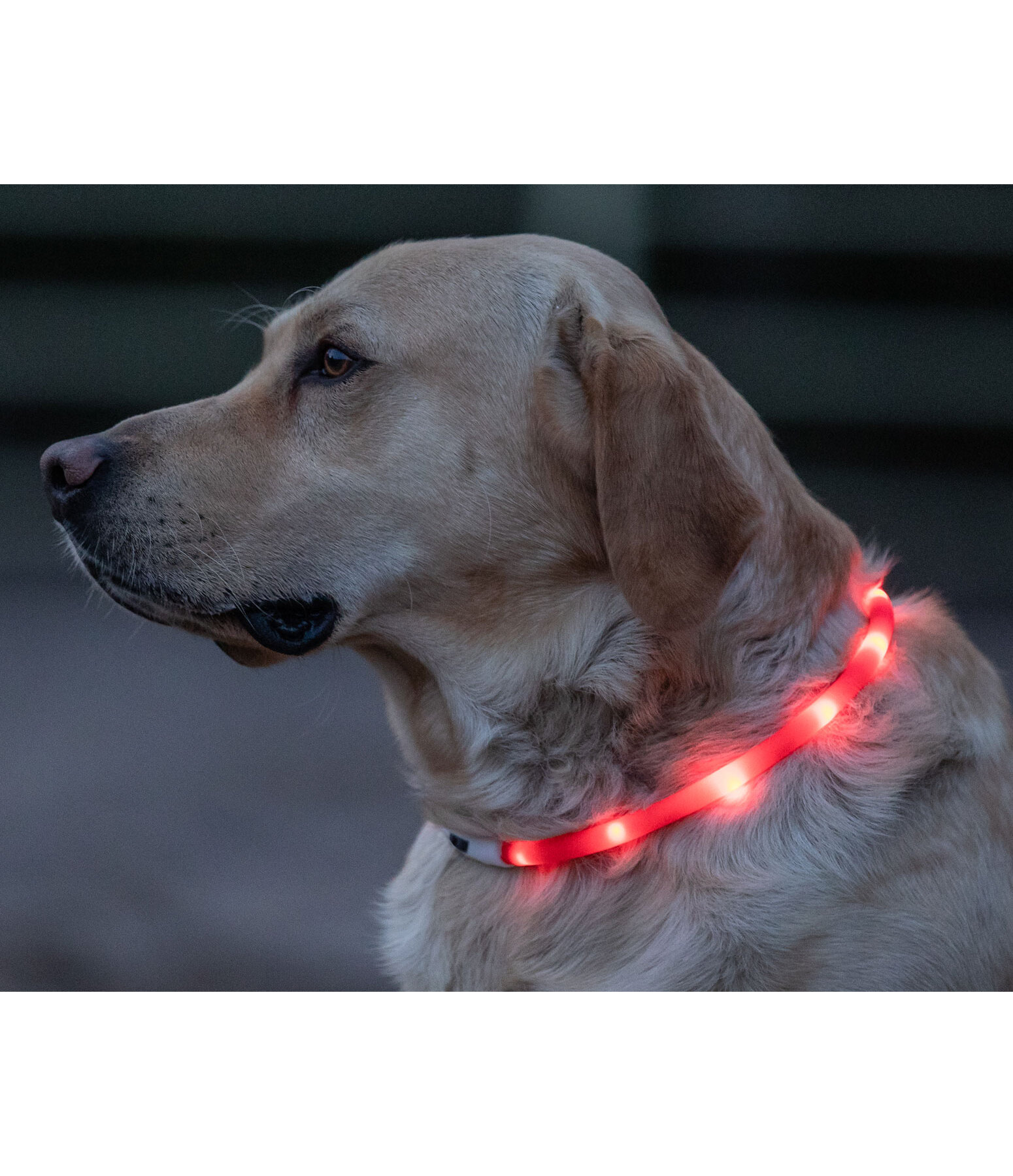 LED-Leuchthalsband für Hunde