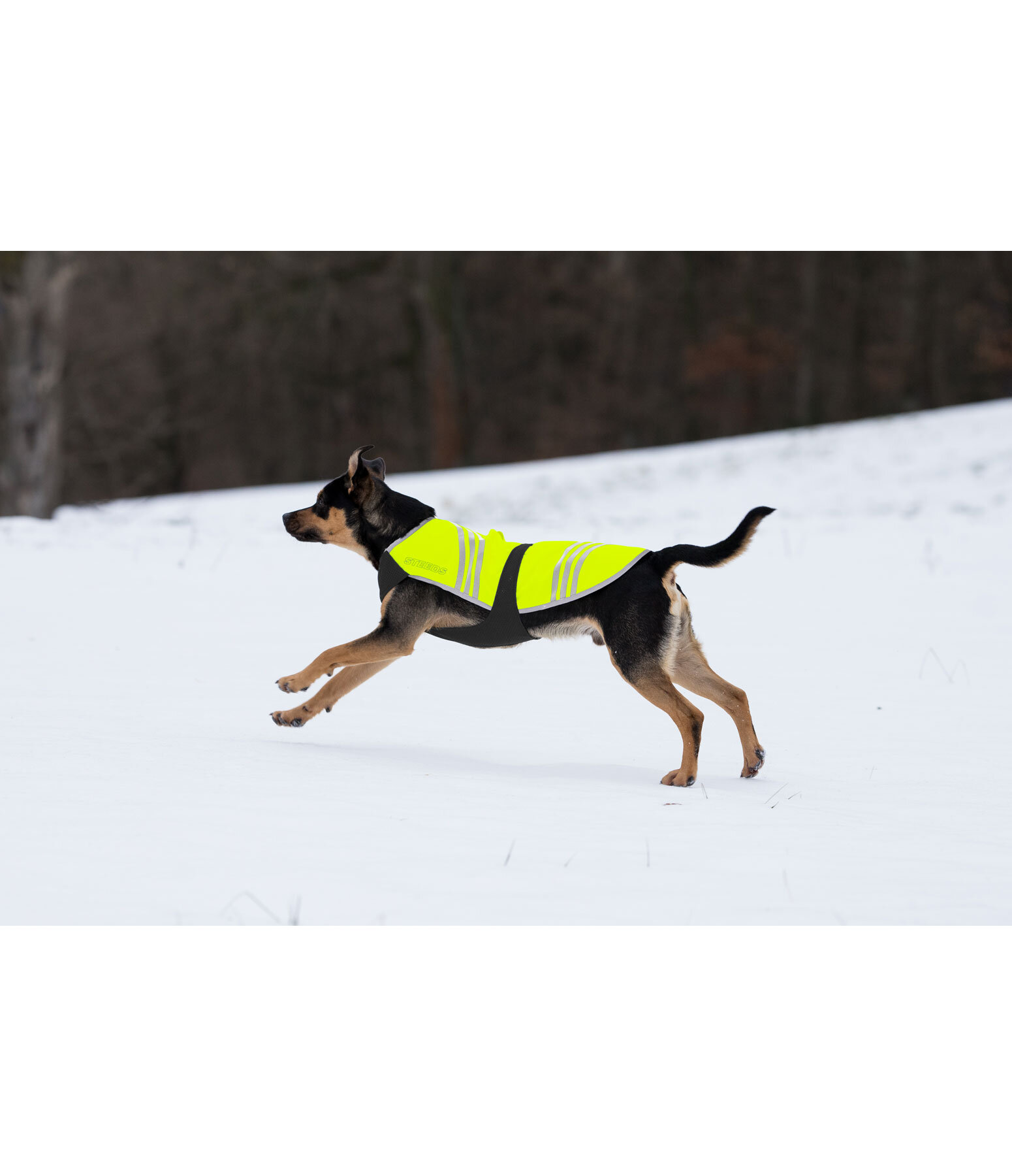 Reflex-Hundemantel Bright