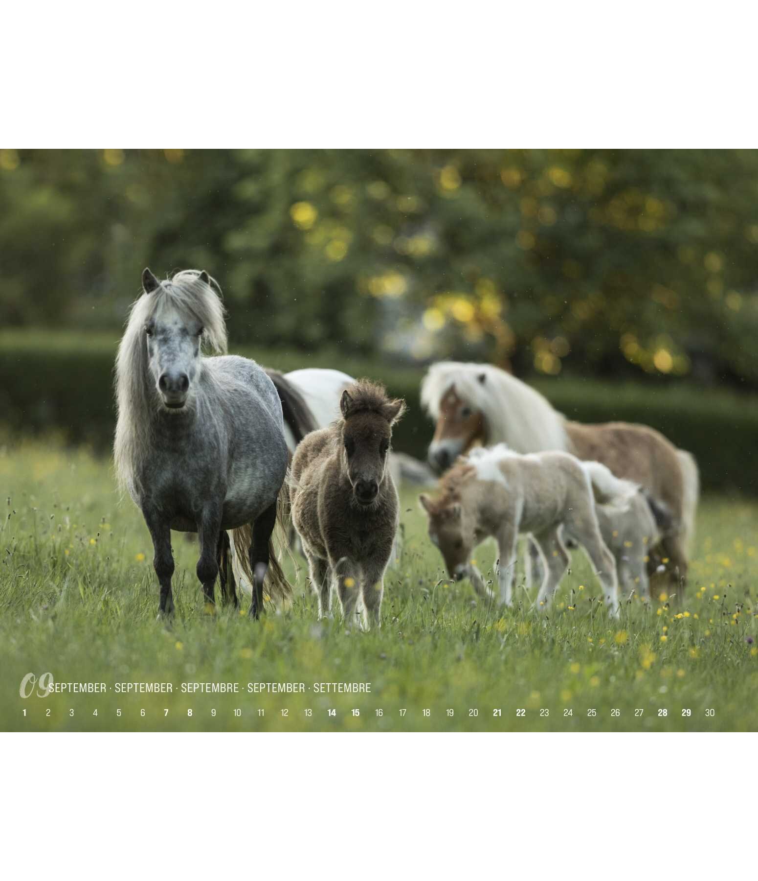 Minis Kalender 2024