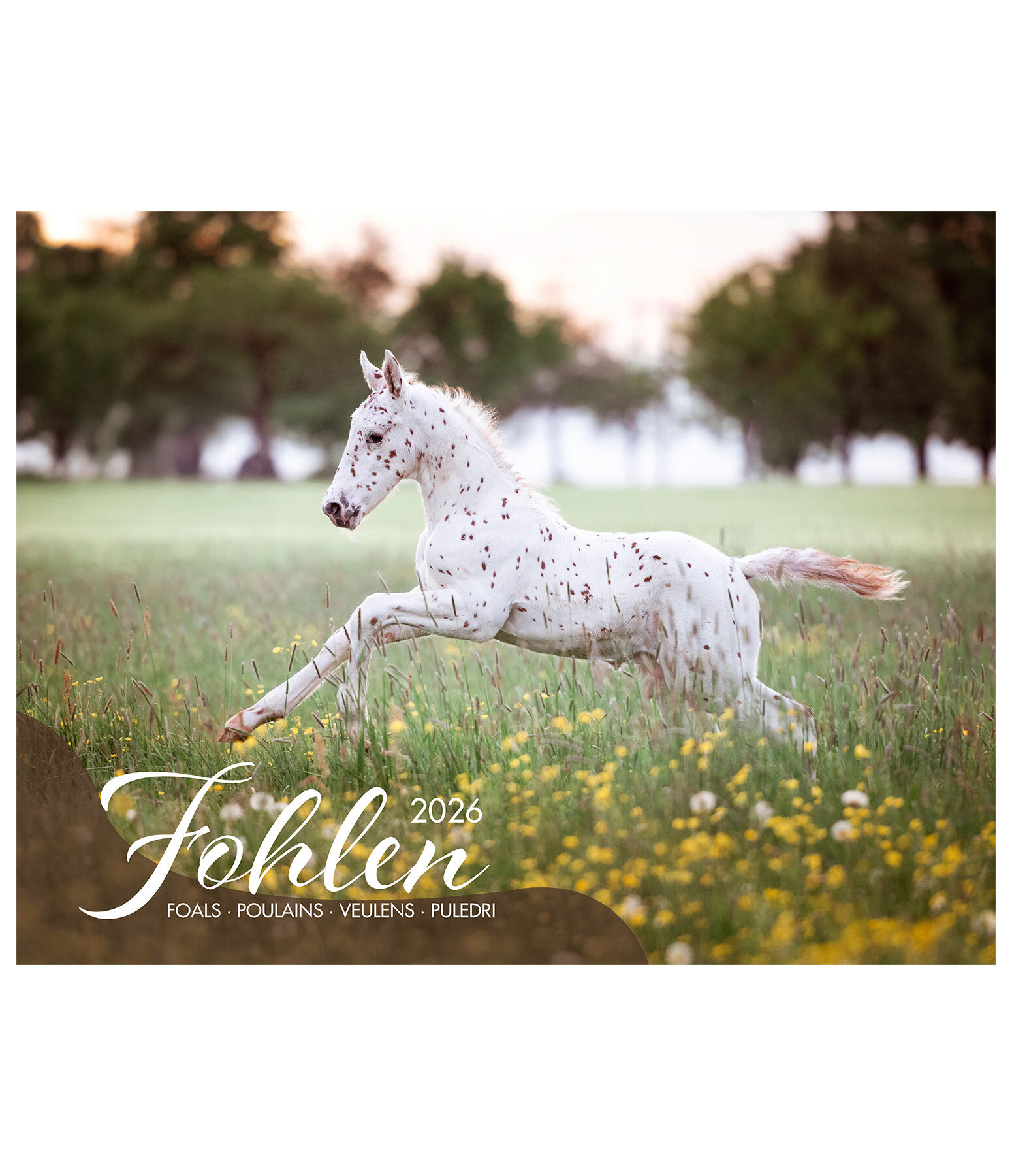 Fohlen Kalender 2026